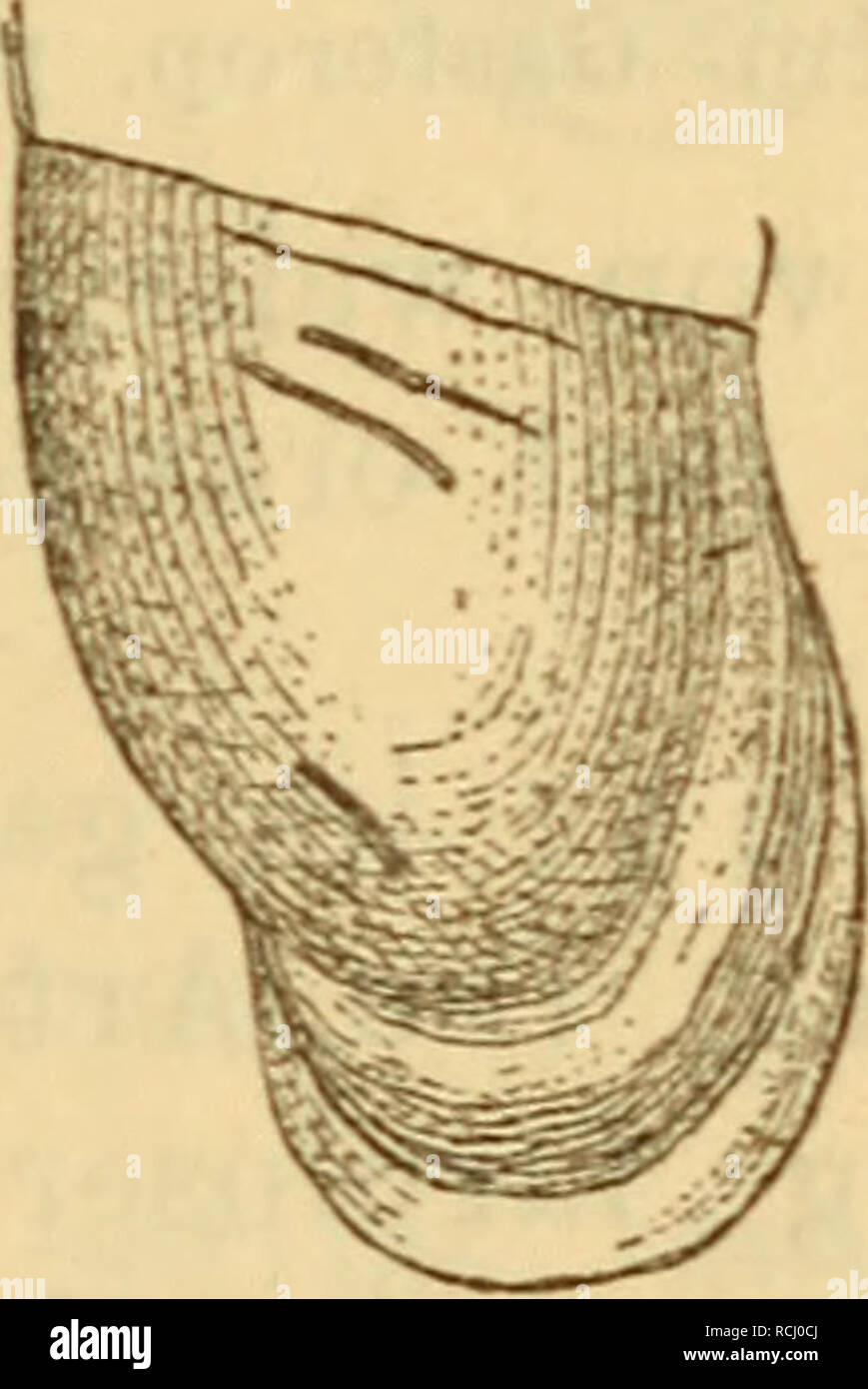 . Die Mollusken-Fauna Mitteleuropa's. Mollusks. Cl. fimbriata. Gehäuse: kaum geritzt, spindelförmig, mit verschmä- lert ausgezogener Spitze, festschalig, fein gestreift, braun- gelb, durchscheinend^ ziemlich glänzend; Umgänge 11—12, ziemlich gewölbt, durch eine sehr bezeichnete Naht getrennt: Mündung birnförmig, schmal, Gaumen mit einer breiten, saumartigen, weissen Wulst belegt, die den Rand nie be- rührt, sondern zwischen sich und ihm einen feinen, dunk- leren Streifen freihält, auch ist sie nicht vollkommen pa- rallel dem Mundsaume, sondern tritt in der Mitte der Mün- dung mehr oder weniger Stock Photo