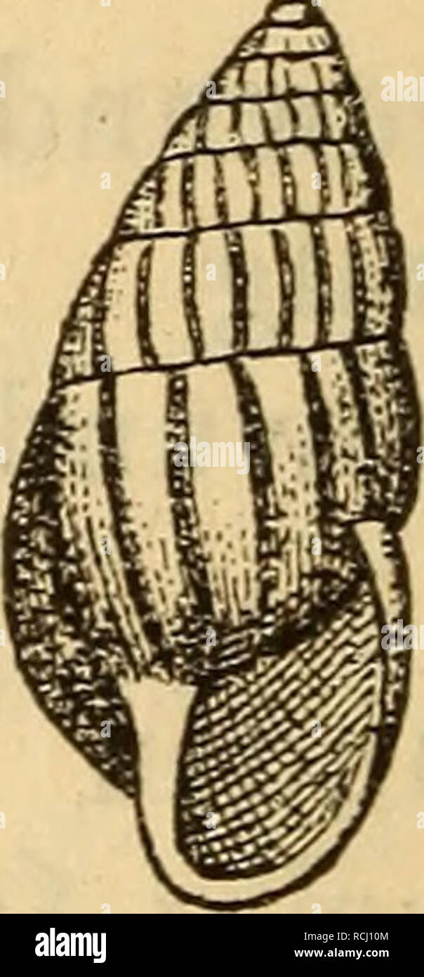 . Die Mollusken-Fauna Mitteleuropa's. Mollusks. 198 1. Zebrina detrita Müller. Zebrina detrita Müller in Clessin Deutsche Excurs. Moll. Fauna 2. Aufl. p. 216 f. 125. Bulimus radiatu8 Gredler, Tirol p. 93. Nachtr. 289. — detritus Bielz Siebenbürgen p. 85. — — De Betta Malac. valle di Non. p. 80. Bulinu8 sepium Hartmann, in neue Alpina I. p. 223. — Gasterop. I. p. 51. Bulimus — J. u. P. Strobel, Tirol p. 160. Verbreitung: Nur in den Kalkgebieten des Jura, Muschelkalkes und auf Keupergyps. In der Schweiz, im Erzherzogthume Oesterreich, Kärnthen, Krain, Steiermark, im Friaul, dann in Siebenbürgen  Stock Photo