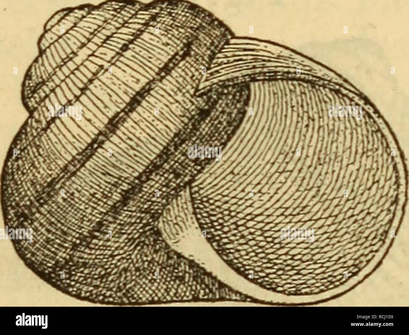 F Lutescens High Resolution Stock Photography And Images Alamy