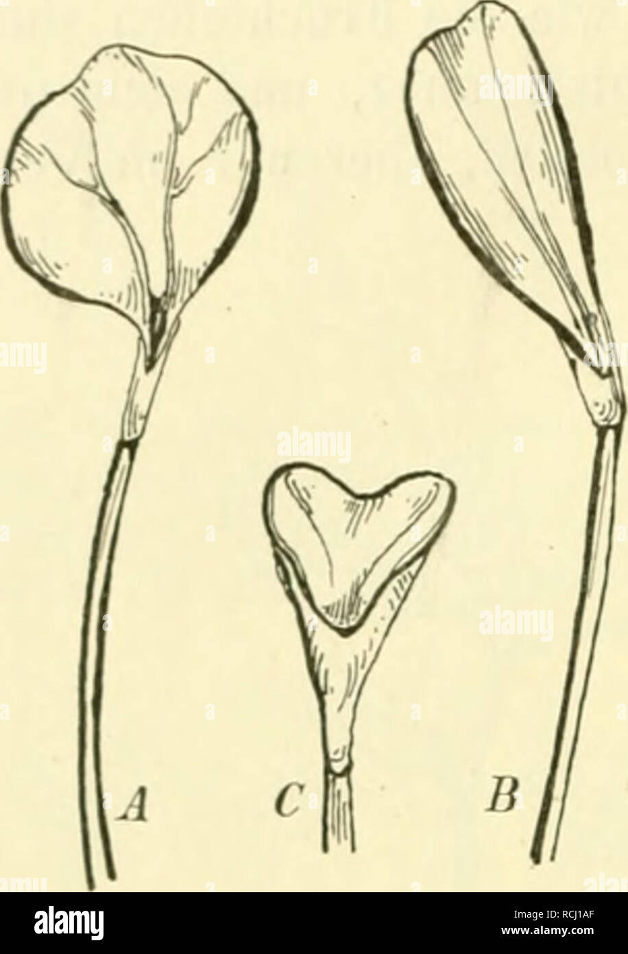 . Die mutationstheorie. Versuche und beobachtungen über die entstehung von arten im pflanzenreich. Plants; Evolution (Biology); Hybridization, Vegetable; Evolution. 342 Kreuxv/ng syneotyler Bossen. der Blüthe übten keinen merklichen Einfluss aus (1891). Sogar eine Cultur auf gutem Sandboden statt in Gartenerde änderte das Mittel der Erbzahlen nicht (1892). Bisweilen fand ich auffallende Ausnahmen, so z. B. im Jahre 1891, als in meiner Hauptcultur drei Pflanzen kurze Zeit nach der Blüthe durch die Peziza erkrankten und abstarben, als erst ein Theil der Samen gereift war. Diese drei gaben dann d Stock Photo