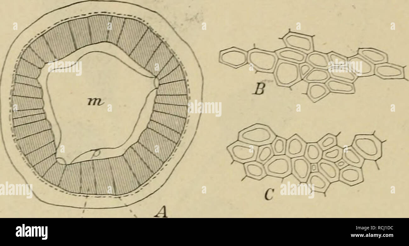 . Die mutationstheorie. Versuche und beobachtungen Ã¼ber die entstehung von arten im pflanzenreich. Plants; Evolution (Biology); Hybridization, Vegetable; Evolution. 236 Das Auftreten der einzelnen neuen Arten. mehr oder weniger, je Dach der Cultiir und namentlich je nach der Besonnung. Dagegen tritt der rothe Farbstoff in den Infiorescenzen, den Blumen und den unreifen FrÃ¼chten wieder stÃ¤rker hervor und trÃ¤gt dann sehr wesentlich zur Charakteristik der Art bei. Die jungen Internodien der Traube zeigen sich roth angelaufen, namentlich sind die kleinen HÃ¼gel, auf denen die grÃ¶sseren Haare  Stock Photo