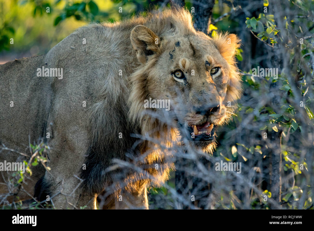 Lion in South Africa Roaming in the Bush Stock Photo - Alamy