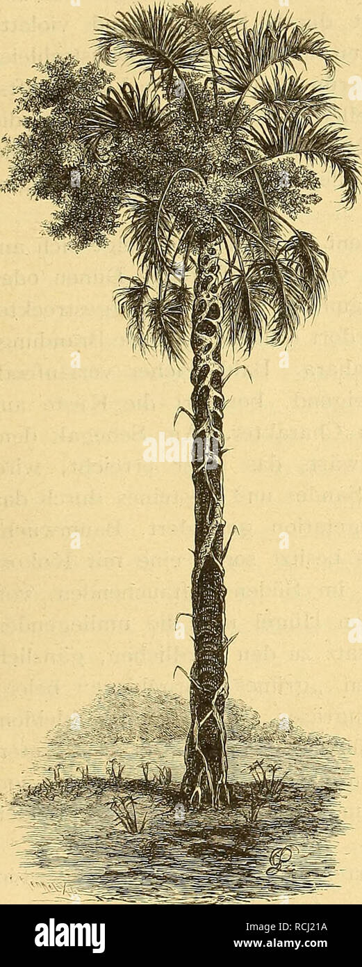 . Die Loango-Expedition ausgesandt von der Deutschen Gesellschaft zur Erforschung Aequatorial-Africas, 1873-1876 : ein Reisewerk in drei Abtheilungen. Scientific expeditions. Hyphaene und junge Ficus. CAPITEL III. Scenerie westafricanischer Küstenstriche. — Pflanzenkleid der Loangoküste. — Die Sa- vane: das Mittelglied zwischen Wald und Steppe. — Vertheilung von Gräsern und Holz- gewächsen. — Veränderungen durch die Thä- tigkeit des Menschen. — Die Loangoküste ist von Natur ein Waldland. — Vegetationsfor- mationen. — Die Campinen: Grasbestände; Blumen; Wachsthum der Gräser. — Gras- brände. — C Stock Photo