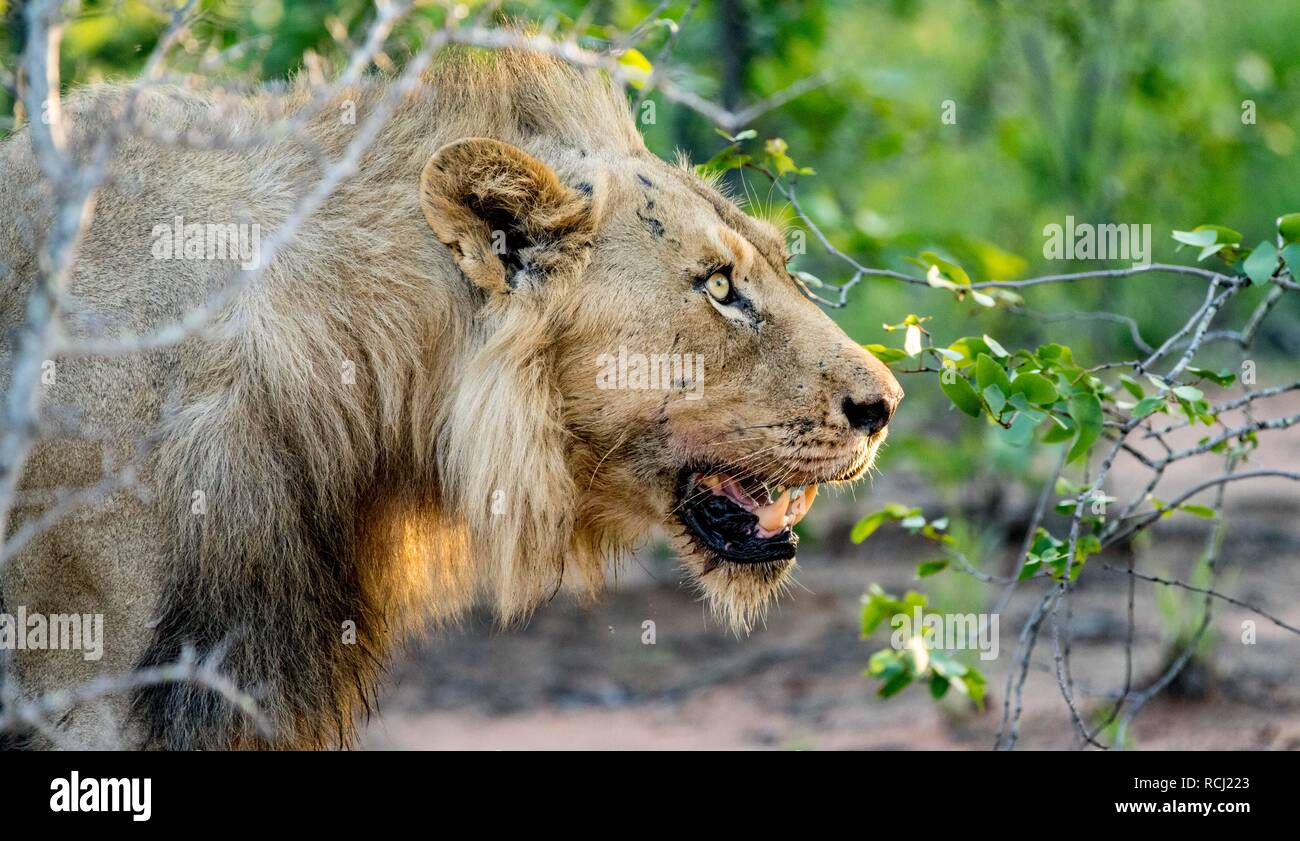 Lion in South Africa Roaming in the Bush Stock Photo - Alamy