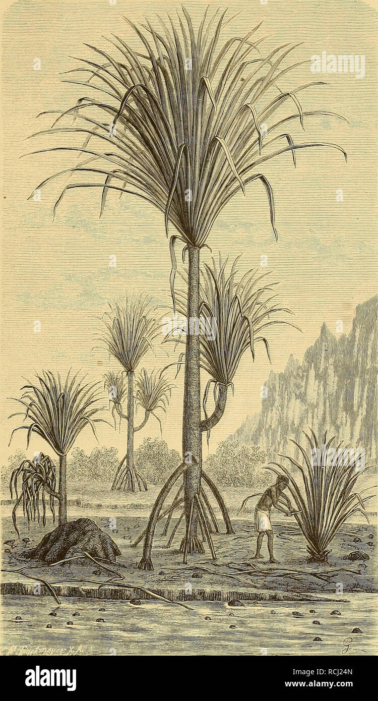 . Die Loango-Expedition ausgesandt von der Deutschen Gesellschaft zur Erforschung Aequatorial-Africas, 1873-1876 : ein Reisewerk in drei Abtheilungen. Scientific expeditions. iT =. Riesenpandanus' an der Loangobai.. Please note that these images are extracted from scanned page images that may have been digitally enhanced for readability - coloration and appearance of these illustrations may not perfectly resemble the original work.. Güssfeldt, Paul, 1840-1920; Falkenstein, Julius August Ferdinand, b. 1842; Pechuel-Loesche, Eduard, 1840-1913. Leipzig : P. Frohberg Stock Photo
