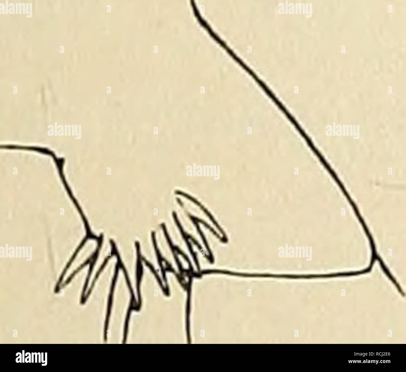 Euchirella High Resolution Stock Photography And Images Alamy