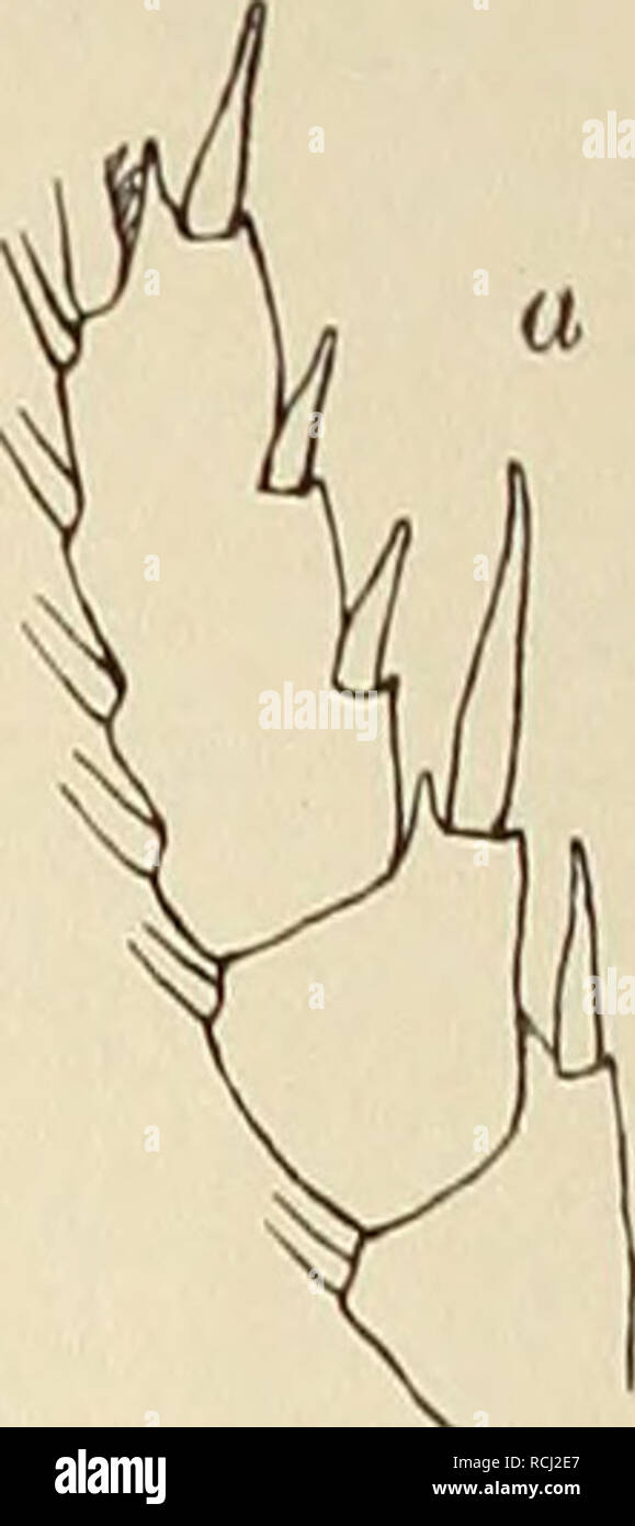 Euchirella High Resolution Stock Photography And Images Alamy