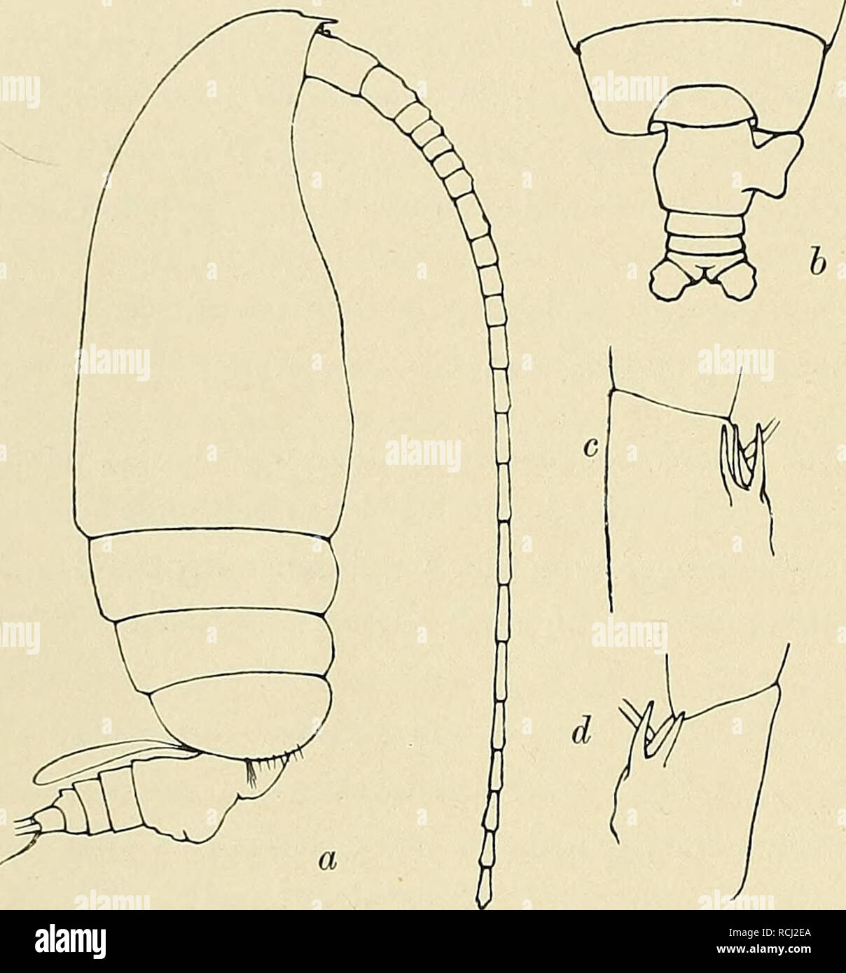 Euchirella High Resolution Stock Photography And Images Alamy