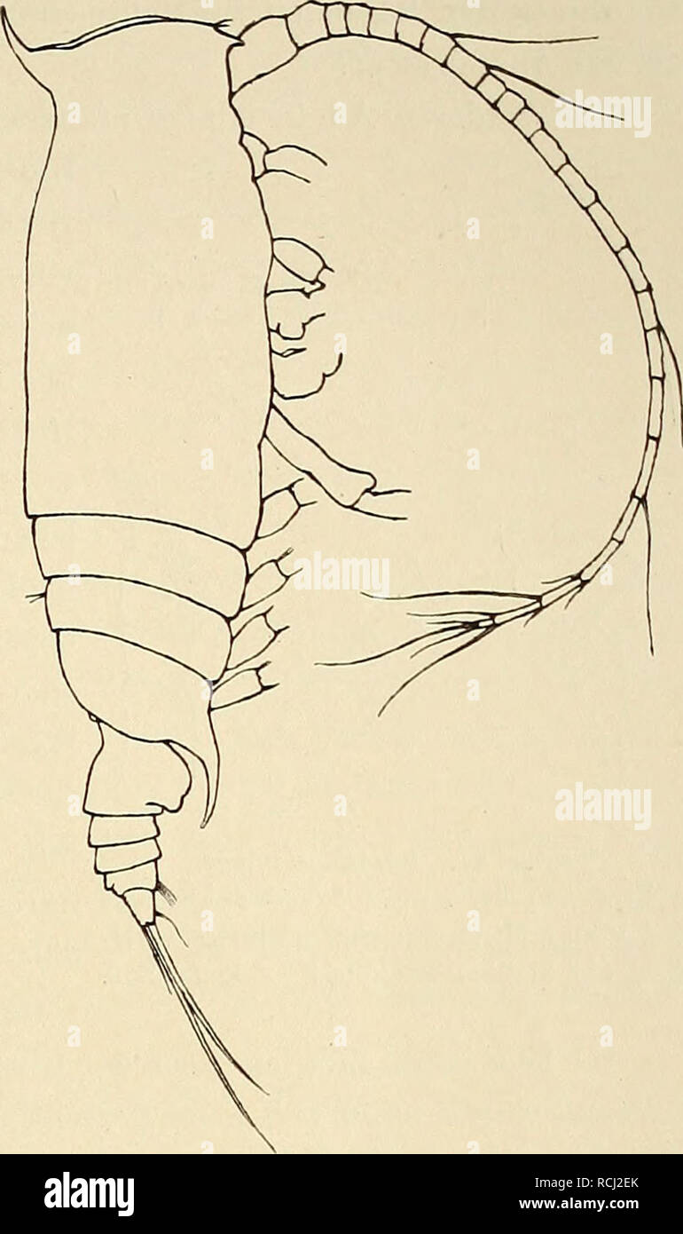 . Die Marinen Copepoden der Deutschen SüdpolarExpedition 19011903