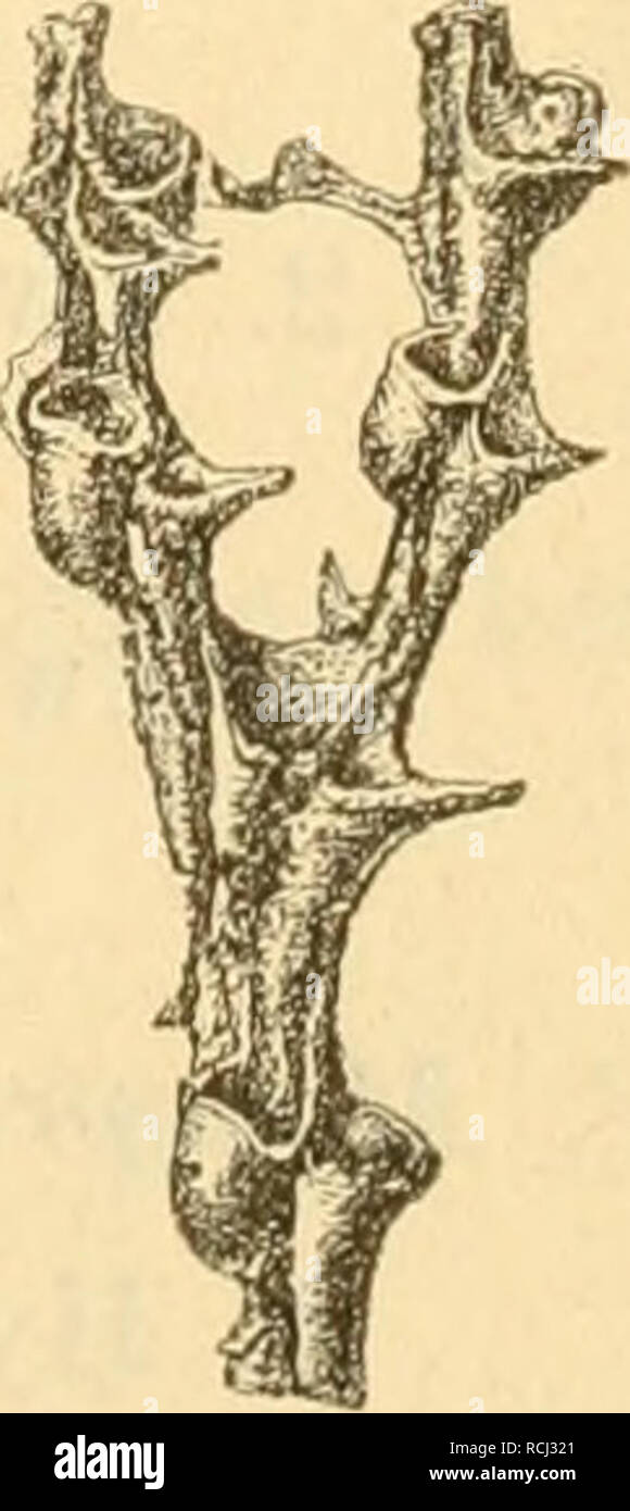 . Die Leitfossilien : ein Handbuch für den Unterricht und für das Bestimmen von Versteinerungen. Invertebrates, Fossil. Ä B G 4 Dictyonema cervicorne Holm. Obersilur, Gotliland. ß und C vergrössert.. Please note that these images are extracted from scanned page images that may have been digitally enhanced for readability - coloration and appearance of these illustrations may not perfectly resemble the original work.. Koken, Ernst Friedrich Rudolph Karl, 1860-1912. Leipzig [Germany] : Chr. Herm. Tauchnitz Stock Photo