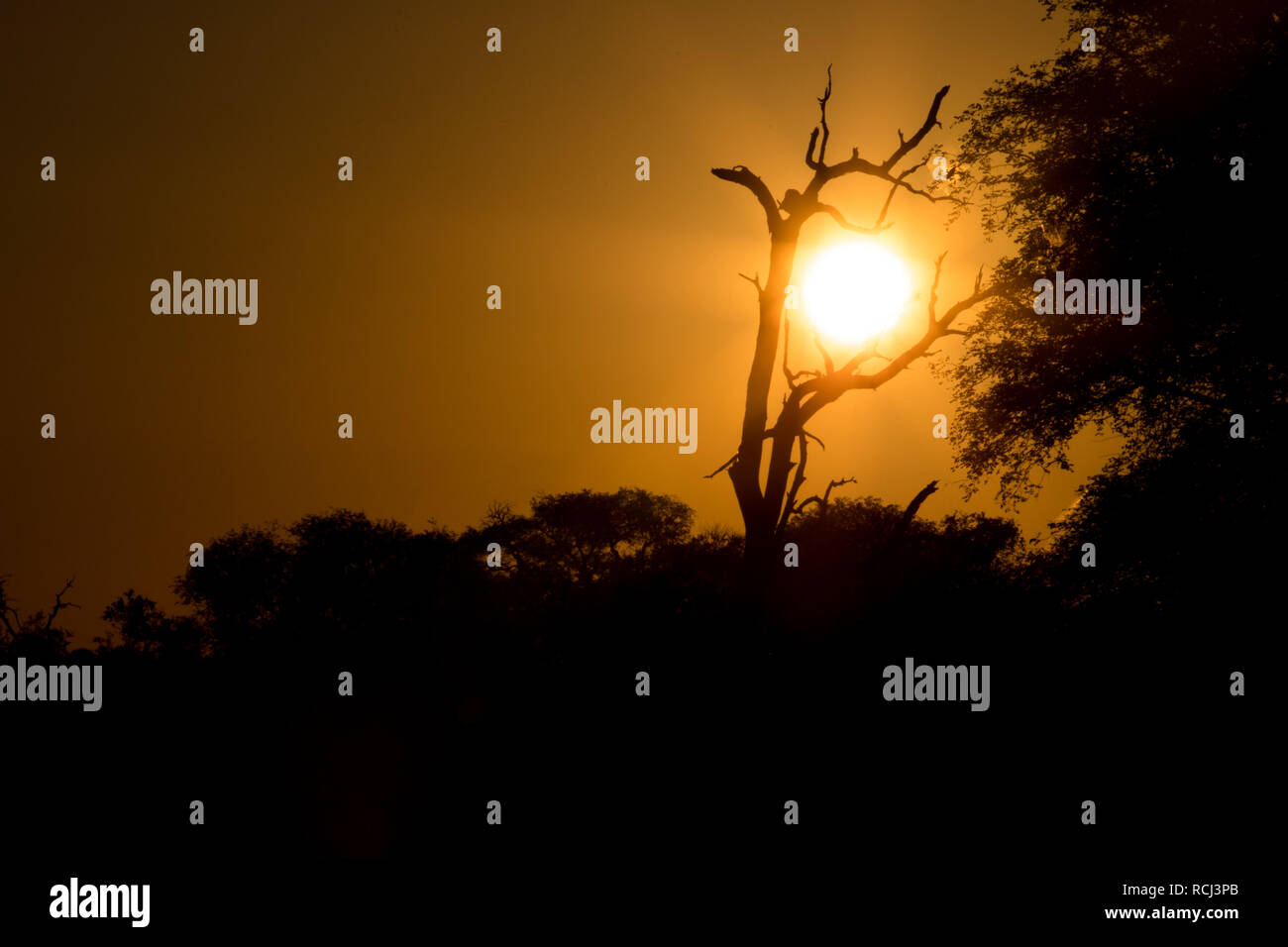 Sunrise in the South African Bush Stock Photo - Alamy