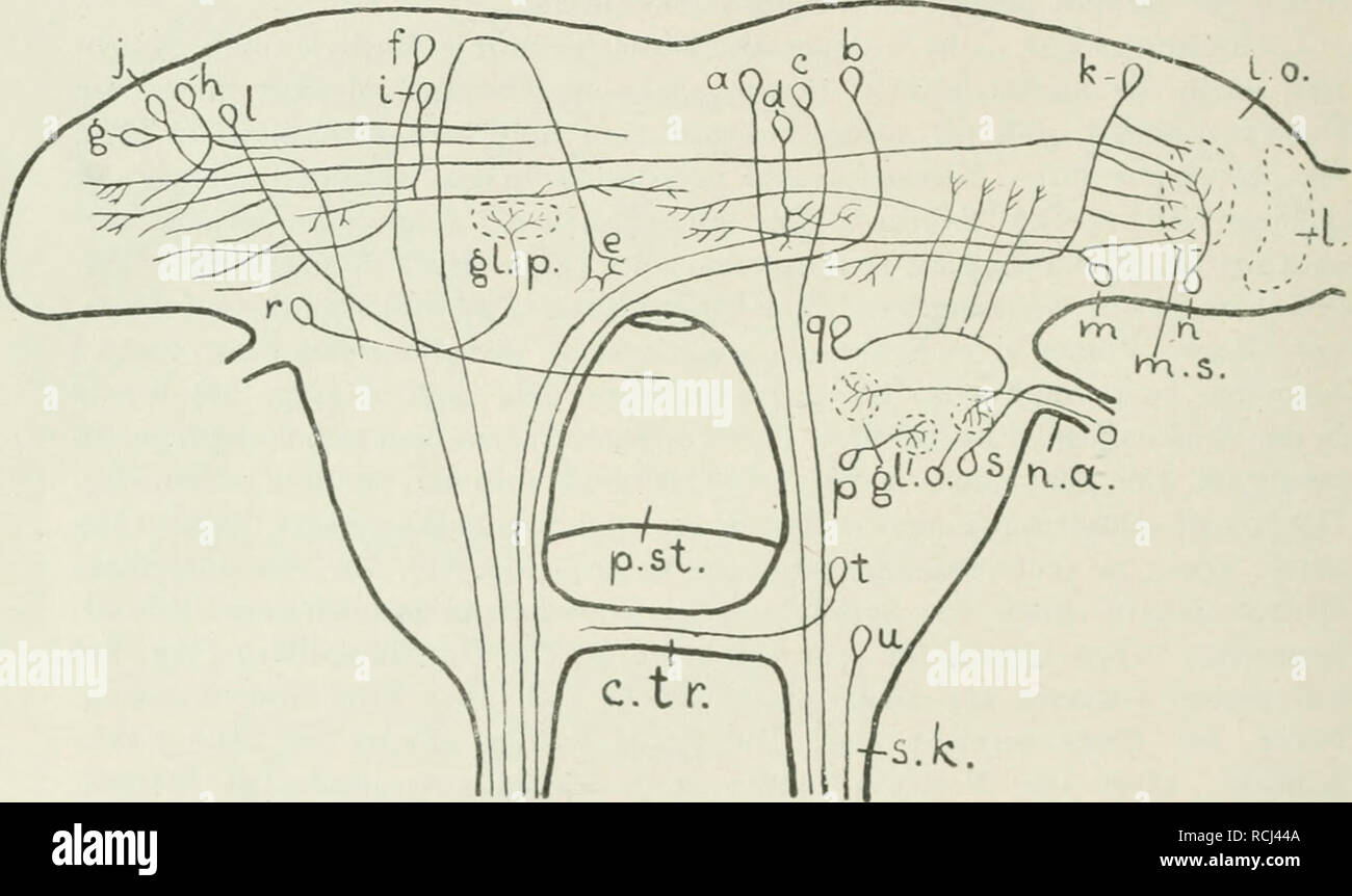 . Die Leitungsbahnen im Nervensystem der wirbellosen Tiere. Anatomy, Comparative; Nervous system. 278 ARTHROPODA, TRACHEATA. Zum deuterocerebriim oder Antennalganglion gehören in erster Linie Nervenfasern (Fig. 96, o), welche mit dem Antennahierven ins Gehirn ein- treten und sich in einem glomeruhis verästeln. Daneben liegen im Antennal- gangHon, GangHenzellen. deren Stammfortsatz sich sofort in einem glomerulus olfactorius verzweigt (Fig. 96, p) neben anderen, welche vorher vier parallele Aeste zu den glomeruli peduncuh senden (Fig. 96, q). Wiederum andere deuterocerebrale Zellen senden ihren Stock Photo
