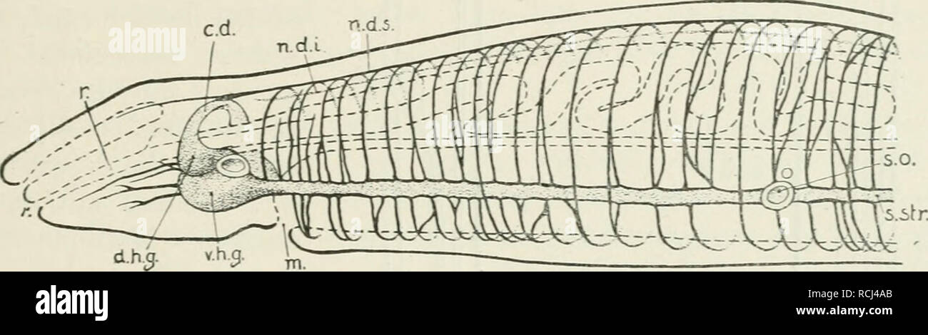 . Die Leitungsbahnen im Nervensystem der wirbellosen Tiere. Anatomy, Comparative; Nervous system. NEMERTINA. 41 ganglien, welchen sich zwei nach hinten laufende und durch Kommissuren verbundene Seitenstränge (Fig. 12, s. str.) anschheßen. Hirnganglien und Seitennerven bilden wieder den Ursprung der peripheren Nerven. Dewoletzky (1888) ist der erste, welcher auf einen kleinen Teil des Xervenfaser- verlaiifs hindeutet, wenn er sagt, daß die FHmmerzellen der Wand des Seitenorgans (Fig. 12, s. o.) der Xemertinen durch Fasern mit den Zellen des GangKons, welches das Organ umgibt, in Verbindi.mg ste Stock Photo