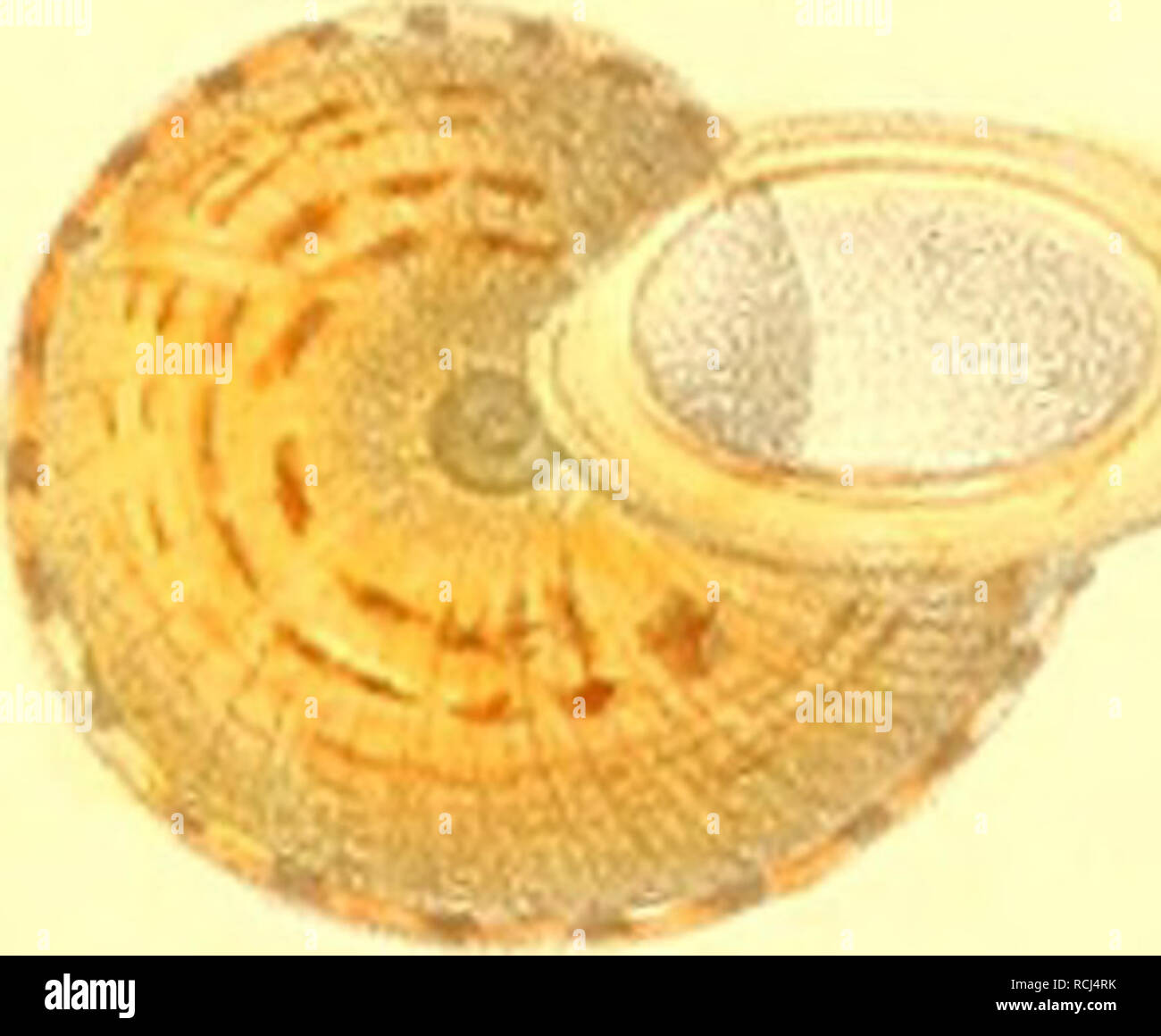 Die Landdeckelschnecken Snails Gastropoda Mollusks Semper