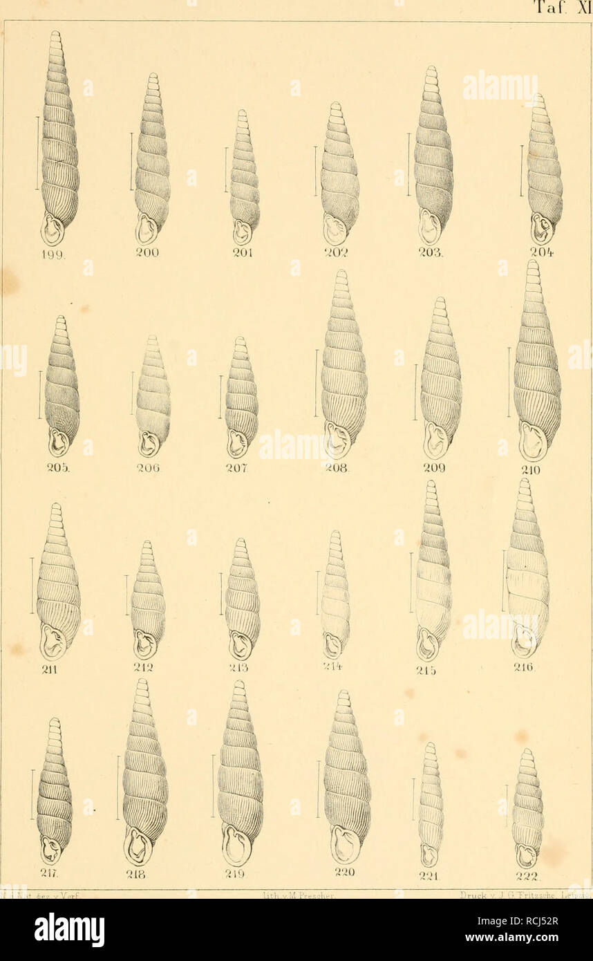 . Die kritischen Gruppen der europäischen Clausilien. Clausiliidae; Gastropoda; Mollusks. K a lldX Aez Druck Y, J, O.Tritzsche, l.eip-iig. i9ti-ao3Cl ru^osaLr.(iy9.soo.tY|)iis.ööiv miiiür 202-v anceps ao'i.v.pyi'enaica) ^o&gt;i20Q Cl.ni^nratis Pult (204-.«-0!jtypus 2-06 V. septentnoualis) SU7 Cl cruciata SUui yosead v. tri plicata 209-212 Cl.puinila Z.ücvamautypus aiov.majorsisv. sucoosa) aiäCl.Gi'iiiuuei'ii Parr. öhCI gracilis Russin 21&amp; eadvsaxatilis eioHl styriacaA.Schm.atr Cl.'Stabilei Charp yiaClconcilians A Schm.sty eadv.uiiduatai&gt;2o eadv.Ettin^eri yaiCl filo Ovaria Z. 2'^yeadva Stock Photo