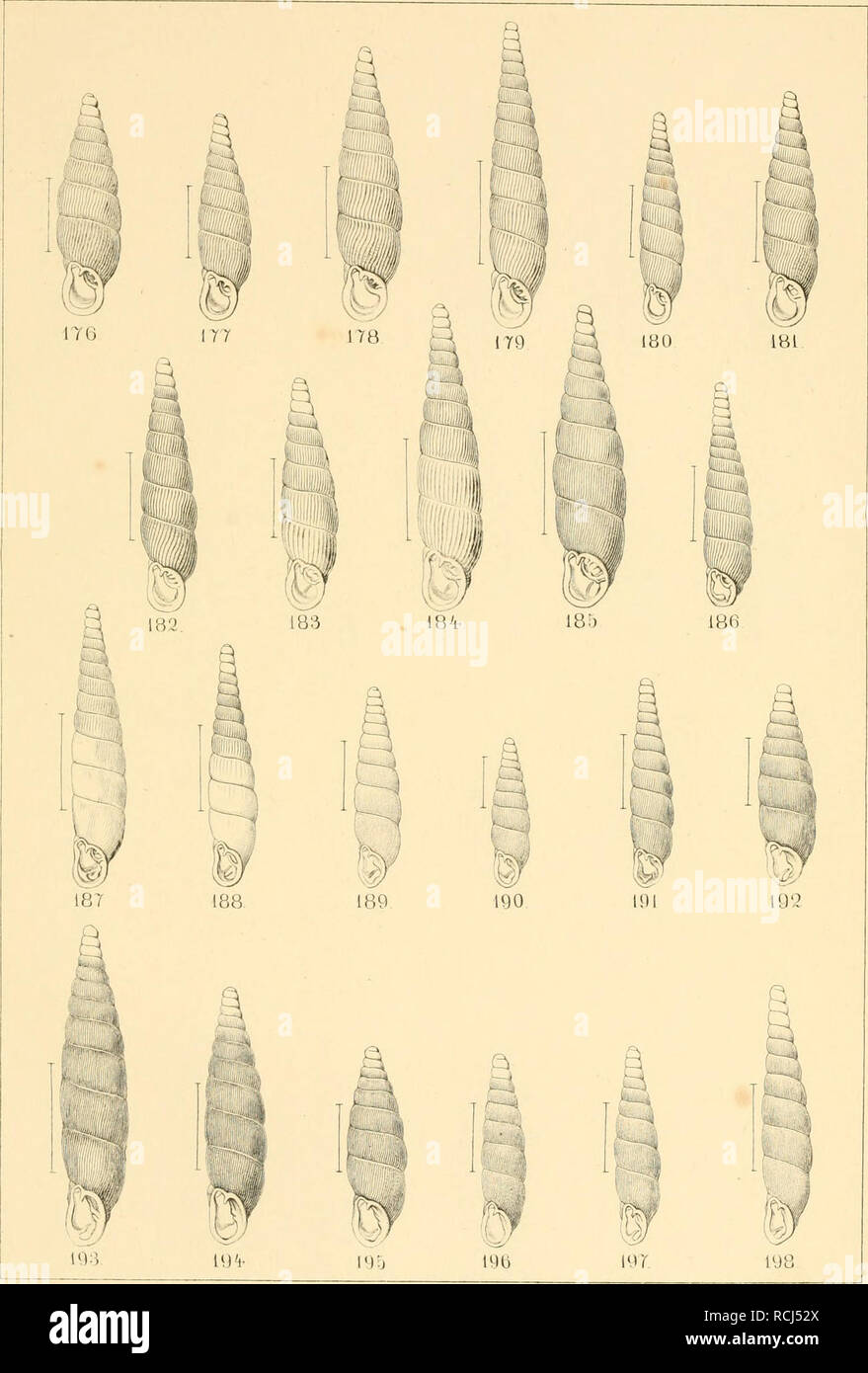 . Die kritischen Gruppen der europäischen Clausilien. Clausiliidae; Gastropoda; Mollusks. Taf X. rcfi-iev.Cl.plicatula Df.&amp; vatT.(i76 v^. thunnj^ican? v.naiia n« v. grossa ivg v: elnii|,ataiBü.v. .su|jeiflu.i. wi.v: inuiinta [R'^lypu-i) ma lav.n lateytriata E A liielz :bö Cldensestnata 7, isd Ol.Villae Me6.i87. ibb.C'I Sduuidü l.Pt'.'iBi v, ral)= knsi'ä iöa iQu.Cljian'iila Slui] '.u Cl aii|'&quot;ixituJii.- / lo? V 'IVtd'lliiuhiaua 1Ui^ui m», -11.18 CLdubin iJi- &amp; vari-.:io3v.rffe oiüsam'f typus no v ub.soleta nimui imt 'ij,i.i('iliä lyu : Si'hlerhlii.. Please note that these imag Stock Photo