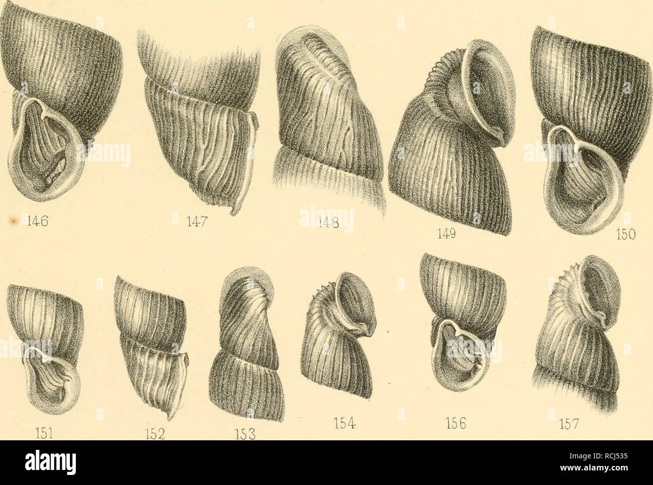 . Die kritischen Gruppen der europäischen Clausilien. Clausiliidae; Gastropoda; Mollusks. 144 145. N.d.Katgez.v.Verf- Litkv: H.S'chnud. Druck y. J.G.Fntzsche.Leipzi^. 138 — 141. Cl.styriaca A. Schm. 142 — 145. Cl.Stabile! Charp. 146-150. Cl con,, cilians A.Sdim. (146-149. I^us. 150.Yar.undulata Parr.) 151—157. Cl. filo^rana Ziegl. (151 —I55.typus. 156. 157. var.). Please note that these images are extracted from scanned page images that may have been digitally enhanced for readability - coloration and appearance of these illustrations may not perfectly resemble the original work.. Schmidt, Ado Stock Photo