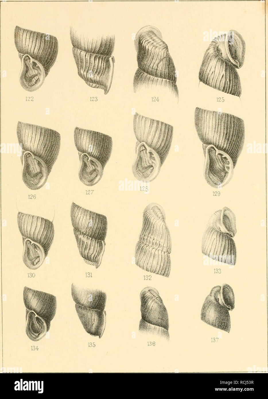. Die kritischen Gruppen der europäischen Clausilien. Clausiliidae; Gastropoda; Mollusks. Taf.ATI.. m — 129. Cl.pumila Ziegl. (122 — I25.typus. 127. var. succosa 128. var. leptostoma. 129. var. maxima.) 130 —133. Cl. Grimmerii Farr. 134-137. Cl. gra.cilis Rossm. Please note that these images are extracted from scanned page images that may have been digitally enhanced for readability - coloration and appearance of these illustrations may not perfectly resemble the original work.. Schmidt, Adolf Wilhelm Ferdinand, 1812-1899. Leipzig : H. Costenoble Stock Photo