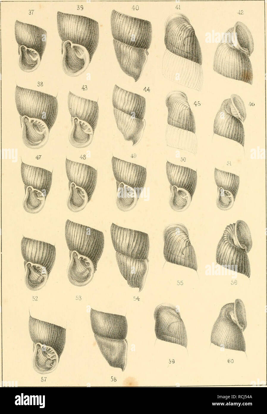 . Die kritischen Gruppen der europäischen Clausilien. Clausiliidae; Gastropoda; Mollusks. T.ii: 111. 37. Cl. fontana RJ, Scliin, 38— 42. Cl. miicida Z. (ss.typ.) 43-si. Cl. plicatula Drap. &amp; varr. (43 — 46. lyp. 49.v. thunngica. 50 Cl. cruda Z. 51 Cl. superflua. Mpo'., 02— st), Cl. lätestnatd E A.Bielz. 57—6o.Cl.densestr1a.ta Z.. Please note that these images are extracted from scanned page images that may have been digitally enhanced for readability - coloration and appearance of these illustrations may not perfectly resemble the original work.. Schmidt, Adolf Wilhelm Ferdinand, 1812-1899 Stock Photo