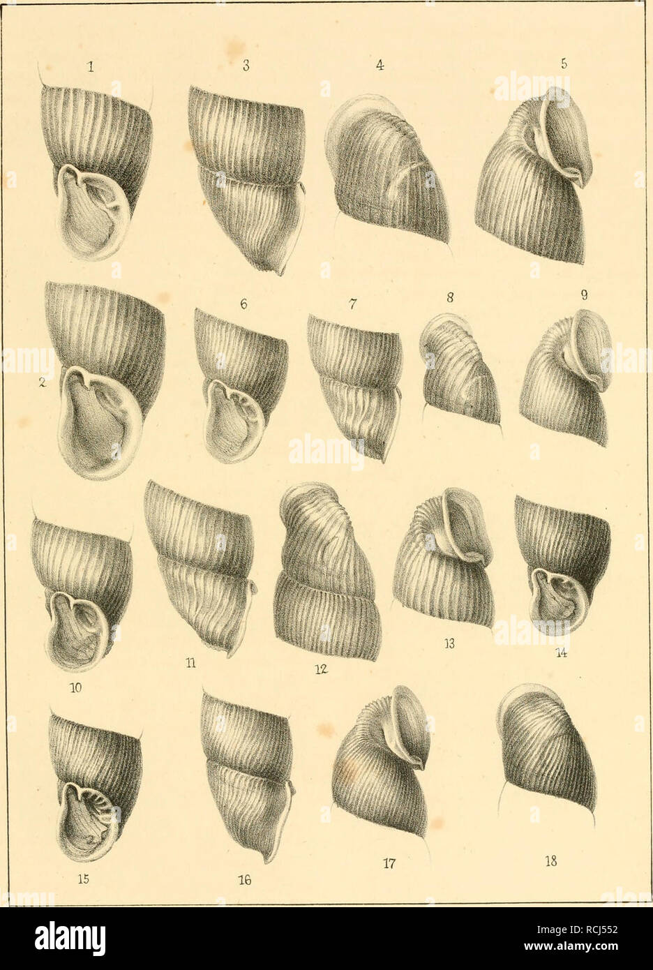 . Die kritischen Gruppen der europäischen Clausilien. Clausiliidae; Gastropoda; Mollusks. Taf.. 1—5 Cl. ventnrosa Drap. 6 — 9. Cl Rolphii Leacli 10-13 Cl.tnmida Z. 14. ead.vm'. i5^ 13 ClliueolalaHeld,. Please note that these images are extracted from scanned page images that may have been digitally enhanced for readability - coloration and appearance of these illustrations may not perfectly resemble the original work.. Schmidt, Adolf Wilhelm Ferdinand, 1812-1899. Leipzig : H. Costenoble Stock Photo