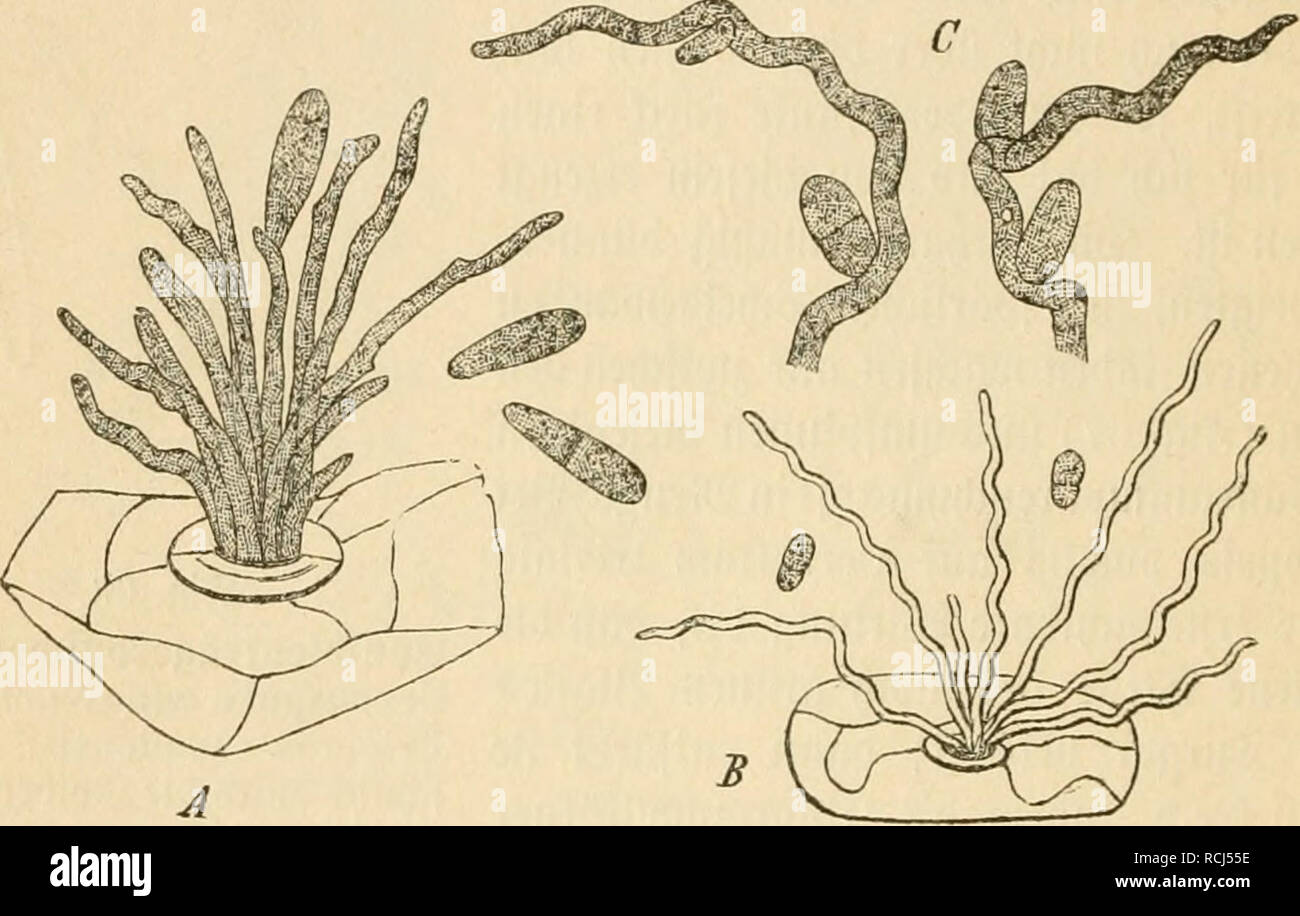 . Die krankheiten der pflanzen, ein handbuch fur land-und forstwirte, gartner, gartenfreunde und botaniker. Plant diseases. 332 r. 3tbftf)nitt: $arafitifcl)e ^ßiije lebeubig. ©teto i[t ba§> 9}ti)celium d)o in beni ganzen gevötetett 3treat SU finbcn, barüber I)tnau§ in beut rein grüiieu Seile uod) nid)!.' ®ie SRötuug ift alfo ba^:!' erfte ©ijuiptom ber (giuunrfuug be§ ^arafiteu. 3u beu 231ätteru uou Erigeron canadeusis ift baS> SOtl)ceUuui Hon Cercospora cana in gleid}er Ül^eife ^u fiubeu uub uod) befoubevö baburd) auäge= 3eid)uet, baji fid) au ber ©eite ber Jöbcu jieuilit'^ oiele febr Stock Photo