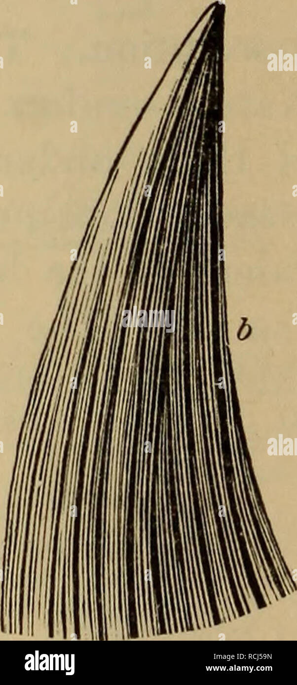 . Elements of geology : a text-book for colleges and for the general reader. Geology. Fig. 688.—a, Head of a Pliosaurus, greatly reduced; b, Tooth of the same, natural size. markable for its short, stout, almost turtle-shaped body; its long, snake-like neck, consisting of twenty to forty vertebrae; its small head ; its short tail, unadapted for powerful propulsion; its long and powerful paddles, which were its sole swimming-organs; and its bi-concave ver-. Please note that these images are extracted from scanned page images that may have been digitally enhanced for readability - coloration and Stock Photo