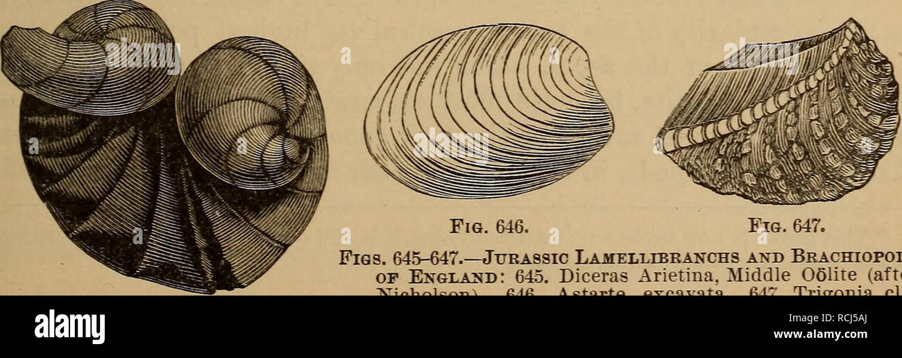 . Elements of geology : a text-book for colleges and for the general reader. Geology. Fig. 644. Figs. 639-644.—Jurassic Corals and Echinoderms: 639. Prionastrea oblongata. 640. Apiocrinus Roissianus. 641. Saccocoma pectinata(a freeCrinoid). 642. Asteria lombricalis. 643. Clypeus Plotii. 644. a b, Hemicidaris crenularis. observe that the highest order of Cephalopods, the Dibranchs, by far the most abundantly represented at the present time, were introduced here for the first time.. Fig. 645. Fig. 647. Figs. 645-647.—Jurassic Lajhellibranchs and Brachiopods op England : 645. Diceras Arietina. Mi Stock Photo