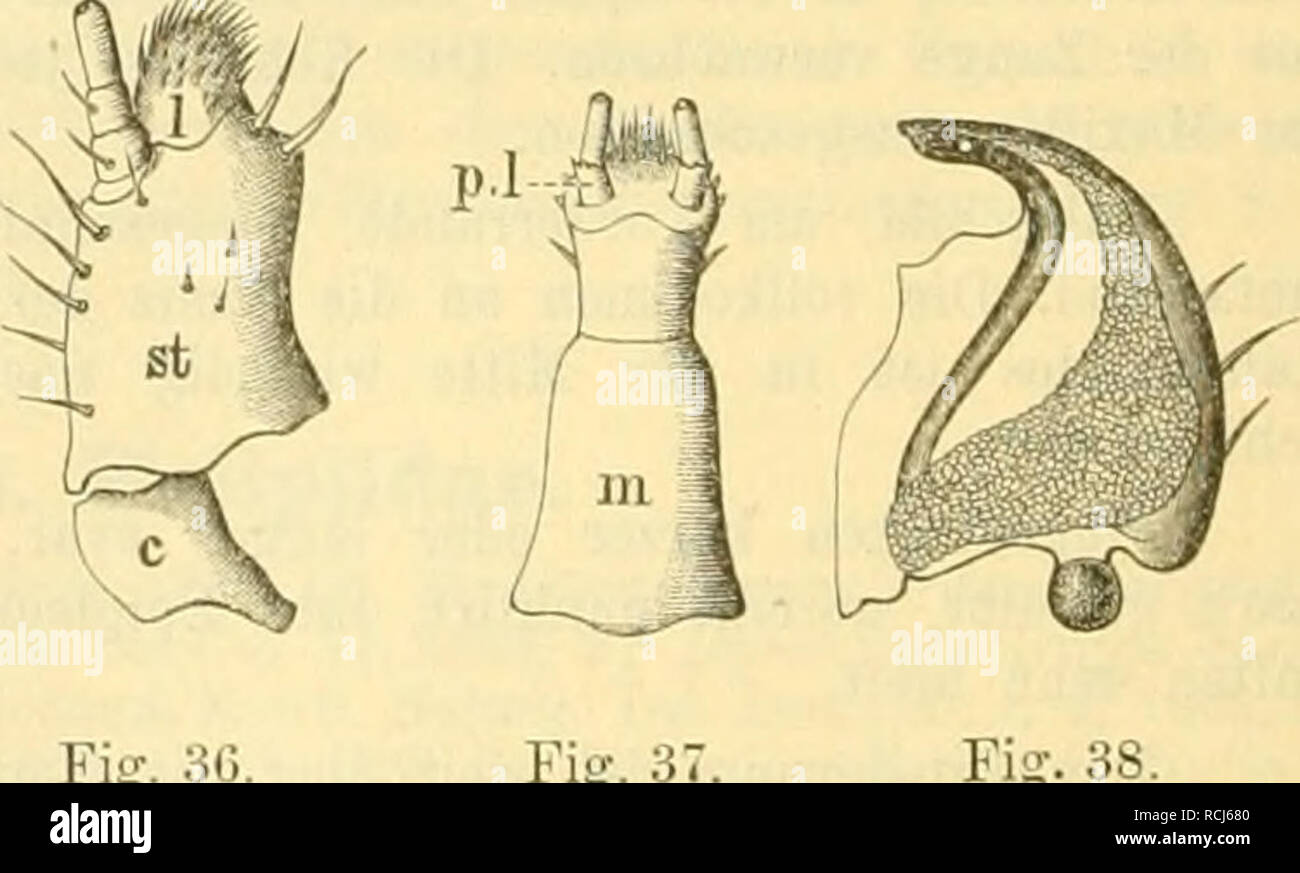. Die Käfer von Mitteleuropa : Käfer der österreichisch-ungarischen Monarchie, Deutschlands, der Schweiz, sowie des französischen und italienischen Alpengebietes. Beetles. Fig. 34. Unterseite von Haliplus. sti Prosternum. st^ ülesosternum. st^ Metaster- nnm. eps^, ep, eps^ Episteruen des Pro-, Meso- und Metathorax. tp"',, tpm^ Epimeren des Pro- nnd Mesothorax. c^ llinterhüften Fj -f V^-- V^ die drei ersten mit einander verwachsenen Tentral- segmente. V^â Vg viertes bis seclistesVentralscgnient. breiten, in der Mitte winkeligen Vorsprung. Die Quersutur des Metasternums ist durch ei Stock Photo