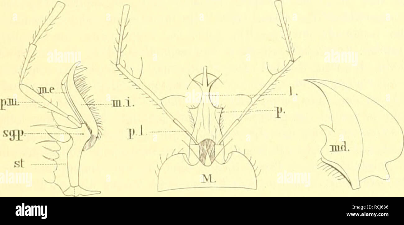 . Die Käfer von Mitteleuropa : Käfer der österreichisch-ungarischen Monarchie, Deutschlands, der Schweiz, sowie des französischen und italienischen Alpengebietes. Beetles. ä. Gatt. Leistus. 93 â Aussenlamelle der Hinterhüfton quer gefurcht. Erstes Glied der Hintertarsen so lang als das Endglied. Die drei ersten Glieder der Vordertarsen des cf stark erweitert, auf der Unterseite mit einer bürstenartigen, aus papillösen Haaren gebildeten Sohle bekleidet 8 Pelophila. 5. Gatt. Leistus. Frölich, Naturforscher Bd. XXVIII, 1799, 1, Dej. Spec. II, 212, Lacord. Gen. Col. I, 52, Schaum 80. Syn. Stock Photo