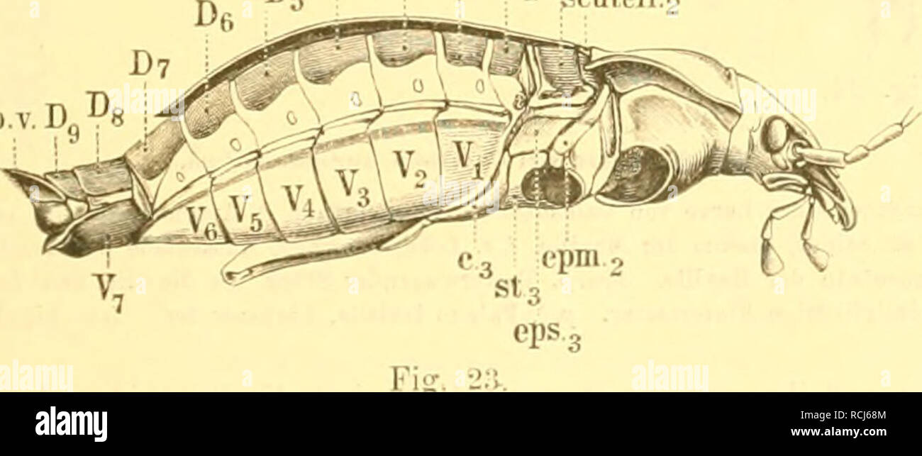 . Die Käfer von Mitteleuropa : Käfer der österreichisch-ungarischen Monarchie, Deutschlands, der Schweiz, sowie des französischen und italienischen Alpengebietes. Beetles. Fig. -iX. Fig. -li. Kig. lil. Ein erweitertes Glied dos Voidertarsus von Oiiltonits jmhescensQ mit schuppig crsclieinender Sohlenbekleidung. Fig. 22. VordertarsusvonP(cros/(cVi?*s niger(^ mit drei erweiterten Gliedern, deren Solilonhekleidung federig eisclioint. Fig. 15â22 nach Simmennacber. scut.= D, D^^D^D, ,^^^â^ p.v. D,. öeitenaosicht von V-imbiia uuronäens. Die reclite Flüj^eldecke ist entfernt, diu letzten Abdom Stock Photo