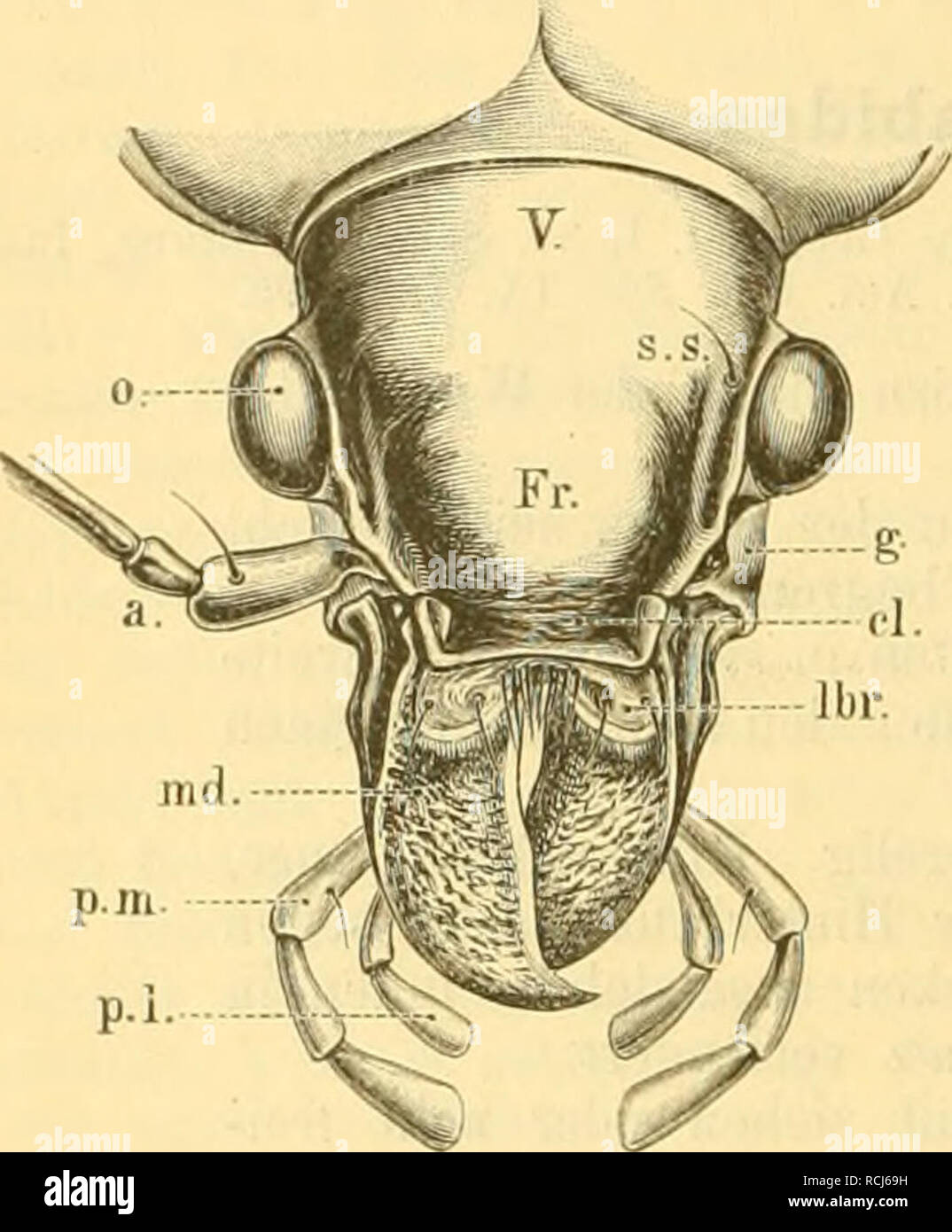 . Die Käfer von Mitteleuropa : Käfer der österreichisch-ungarischen Monarchie, Deutschlands, der Schweiz, sowie des französischen und italienischen Alpengebietes. Beetles. 20 II. Familie. Carabidae. gegen die Spitze mit einzelnen lang abstehenden Borstenhaaren besetzt, die fulgeuden Fiihlerglieder aber mit dicht anliegender Pubescenz bekleidet. Bei Trachi/pnrhi/s sind alle Fühlerglieder kahl und nur vor der Spitze mit abstehenden Haaren besetzt. Die Oberlippe ist in der Form sehr variabel, in den meisten Fällen quer und am Vorderrande abgestutzt oder ausgerandet, bei Cychrus durch einen Stock Photo
