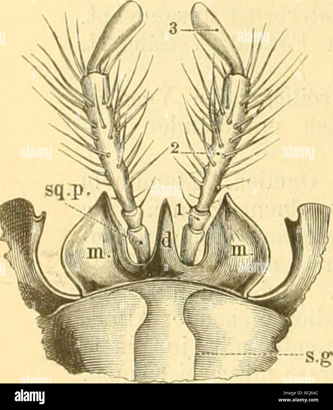 . Die Käfer von Mitteleuropa : Käfer der österreichisch-ungarischen Monarchie, Deutschlands, der Schweiz, sowie des französischen und italienischen Alpengebietes. Beetles. Kopf von Cicindela campestris. V. Vertex, Scheitel. Fr. Frons, Stirn, g. Gena, Wange. 0. Oculus, Auge. t. Insertionsstelle des entfernten Fühlers, ci. Clypeus, Kopfschild, Lbr. Lahrnm, Oberlippe. Fig. 2. Maxille (Unterkiefer) von Cicindela campestri». c. Cardo, Ängelglied. st, Stipes, Stamm. si/u.p. S(iaamapalpigera. Tasterschüppchenoder tastertragendes Stück der Maxille. l. ('. Lobus internus, lonenlade der Maxille, an der  Stock Photo