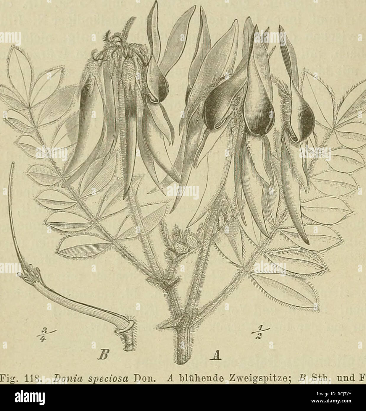 . Die Natürlichen Pflanzenfamilien : nebst ihren Gattungen und wichtigeren Arten, insbesondere den Nutzpflanzen. Plants; Plants, Useful. 280 Leguminosae. (Taubert.] -&lt;^ hängend, rot oder rot mit schwarzpurpurner Fahne, in kurzen, bisweilen doldig ge- drängten, achselsländigen Trauben. Hochb. und Yorb. ziemlich lange bleibend. 2 Arten: D. piinicea Don auf Neuseeland, D. speciosa Don (Fig. USA, B) in Nord- und Südaustralien sowie Neusüdwales; beide Arten, besonders letztere unter dem Namen Clian- thiis Dampieri Cunn. häufig in unseni Gewächshäusern culliviert. 286. Sutherlandia R. Br. Kelch m Stock Photo