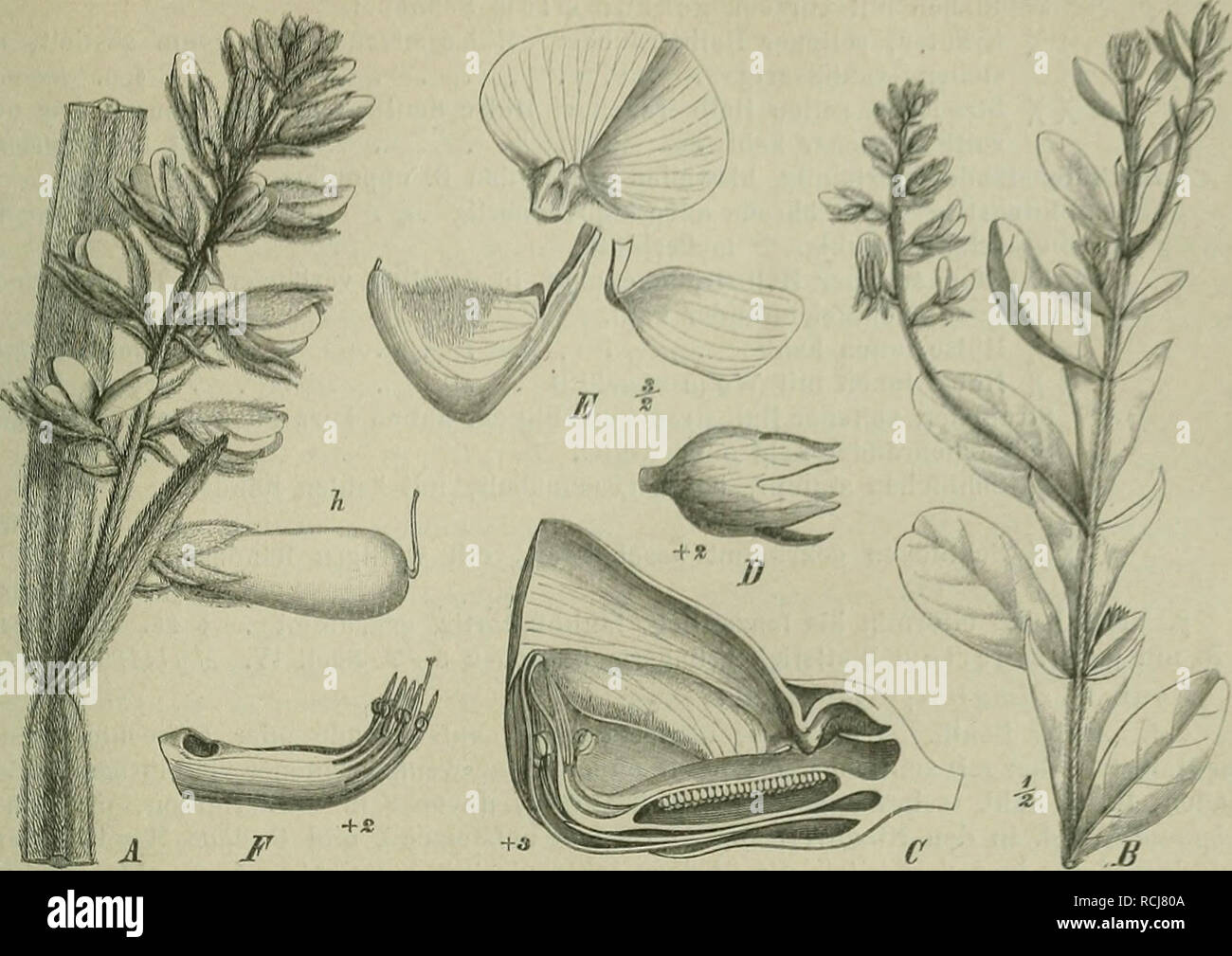 . Die NatÃ¼rlichen Pflanzenfamilien : nebst ihren Gattungen und wichtigeren Arten, insbesondere den Nutzpflanzen. Plants; Plants, Useful. Lof^iiiiiitiosfic. (Taul)crl,) 227. Fig. los. A ZweigstÃ¼ck xon Crotalaria pterocaula Ã¼esv., h die aufgedunsene HÃ¼lse. â B ZiveigstÃ¼ck von C. slipu- laria Desv. â CâF C. kiUmandscharica Taub, C LÃ¤ngsschnitt durch die Bl.; D Kelch; E Blb.; F Staminaltubus mit den 5 kÃ¼rzeren, dorsifixen und den 5 lÃ¤ngeren, basifixen A. und dem Gr. (Original.) Ãbersicht der Sectionen und Serien. A. B. einfach, silzend oder, falls kurz gestielt, mit ungegliedertem Blattsti Stock Photo