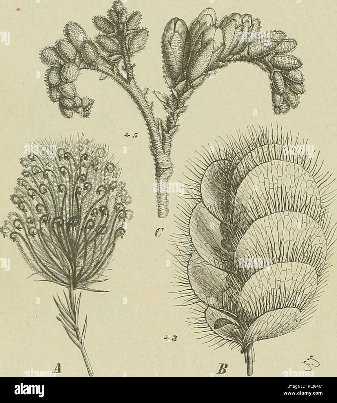 . Die Natürlichen Pflanzenfamilien nebst ihren Gattungen und