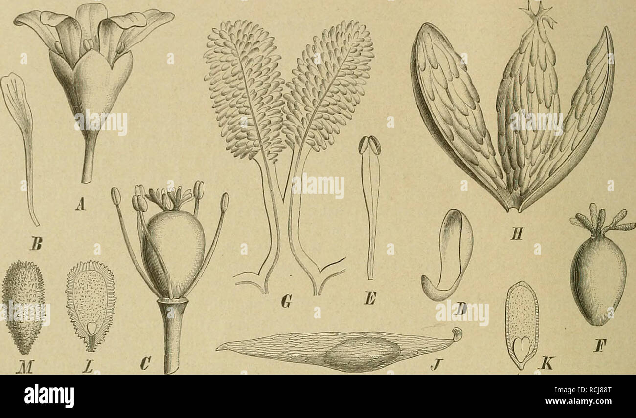 . Die Natürlichen Pflanzenfamilien nebst ihren Gattungen und