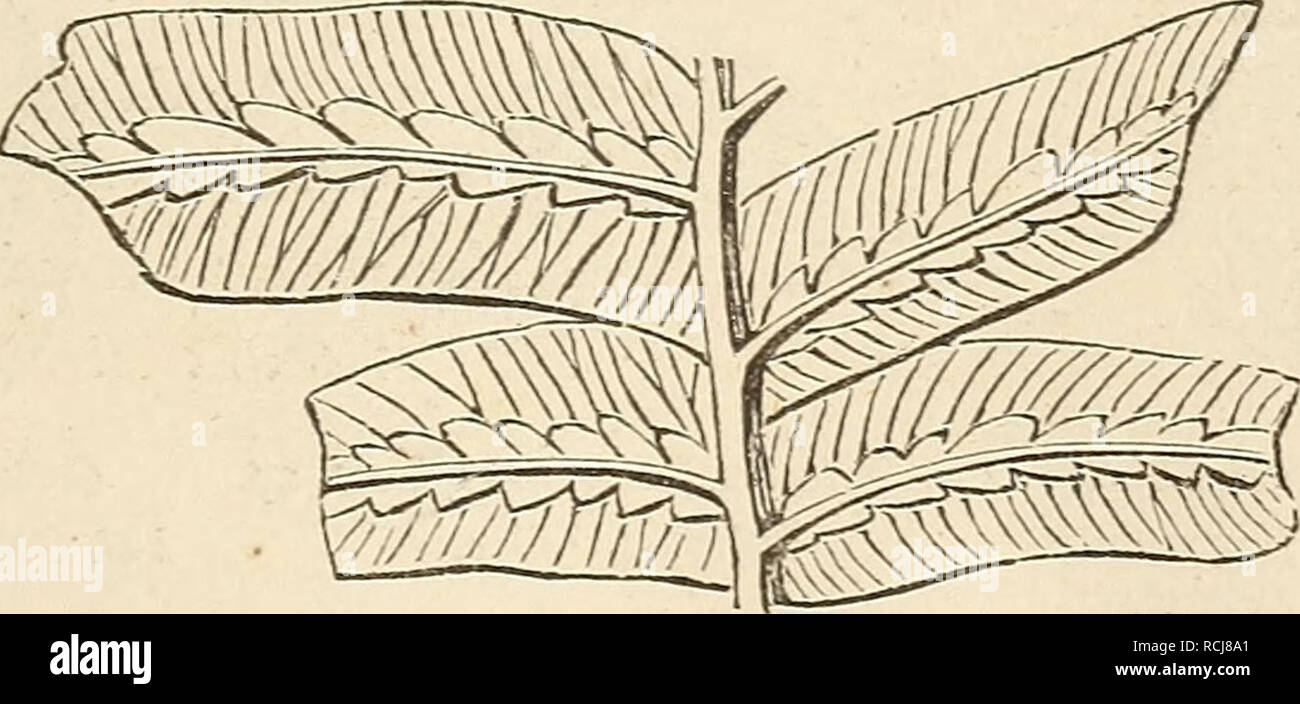 . Elements of geology, or, The ancient changes of the earth and its inhabitants as illustrated by geological monuments. Geology. PieropTiyllum comptum. Syn. Cycadites eomptus. Upper Sandstone and Shale, Gristhorpe, near Scarborough. Fig. 423.. Hemitelites Broicnii, Goepp. Syn. Phlebopteris contigua, Lind. &lt;fc Hntt. Upper Carbonaceous strata, Lower Oolite, Gristhorpe, Yorkshire. shales are well exposed in the sea-cliffs at Whitby, and are chiefly characterized by ferns and cycadese. They contain, also, a species of calamnite, and a fossil called Equisetum columnare, which main- tains an upri Stock Photo