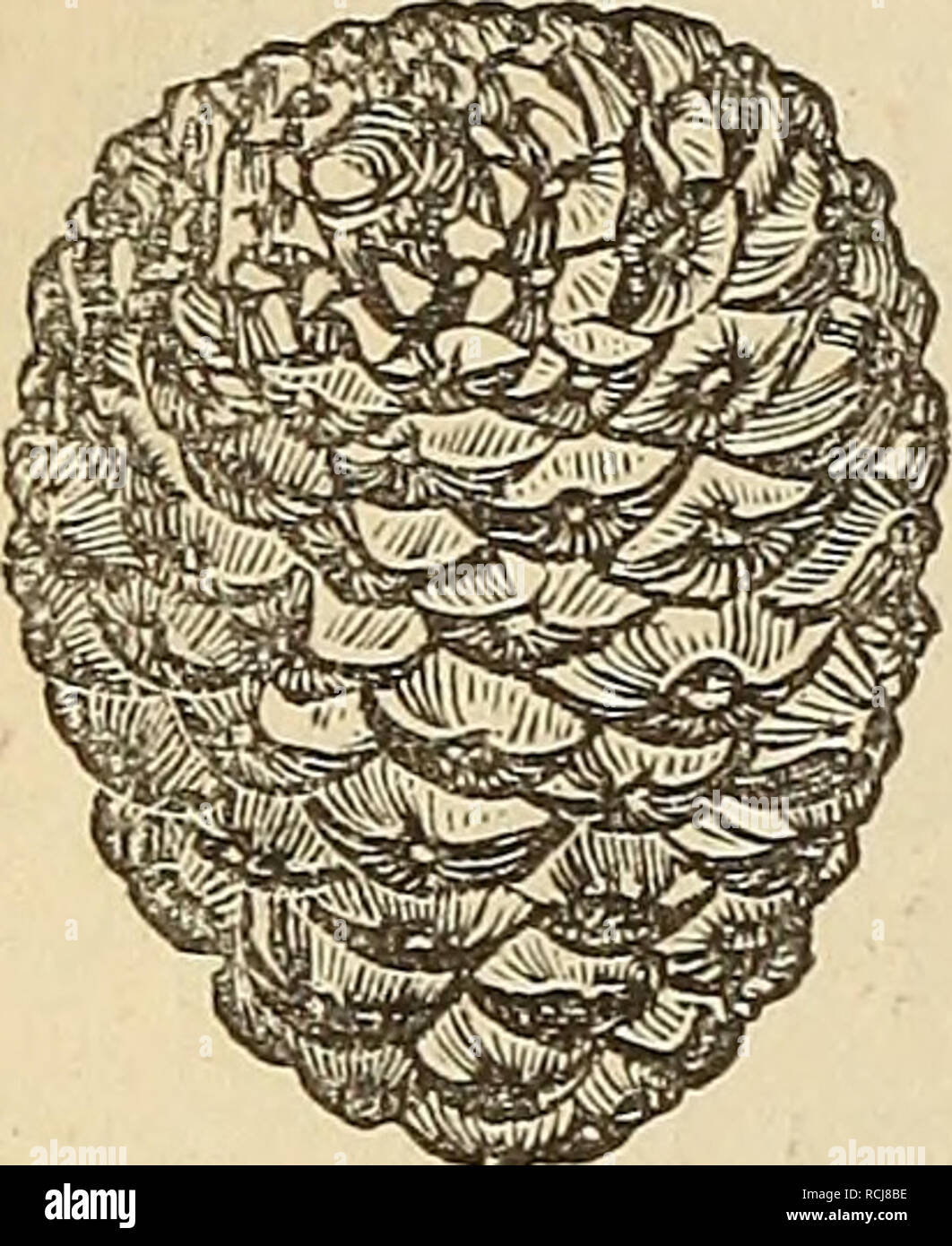 . Elements of geology, or, The ancient changes of the earth and its inhabitants as illustrated by geological monuments. Geology. 394 FOSSILS OF THE PORTLAND STONE. [Ch. XX. Fig. 380.. denuding waves or currents of the sea, or by a river; and many Pur- beck dirt-beds were probably formed in succession and annihilated, besides those few which now remain. The plants of the Purbeek beds, so far as our knowledge extends at present, consists chiefly of Ferns, Coniferae (fig. 380), and Cycadege (fig. 376), without any angiosperms; the whole more allied to the Oolitic than to the Cretaceous vegetation Stock Photo