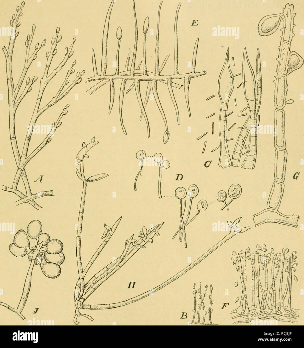 . Die Natürlichen Pflanzenfamilien nebst ihren Gattungen und wichtigeren Arten, insbesondere den Nutzpflanzen, unter Mitwirkung zahlreicher hervorragender Fachgelehrten begründet. Botany. Hyphomycetes. (Lindau.) 433 und Norditalien (Fig. 224 B]. A. heterosporum Wallr. an faulenden B. von Juglans und Scirpus lacHStris in Deutschland. 53. Cylindrotrichum Bon. Hyplien kriechend. Conidlenlräger aufsteigend, meist unverzweigt. Conidien seilenständig, kurz cylindrisch, einzellig, fast hyalin. 5 Arten, davon 4 in Mitteleuropa. C. inßatum Bon. auf faulem Holz in Böhmen (Fig. 2-24 C).. Fig. 221. A Hnpl Stock Photo