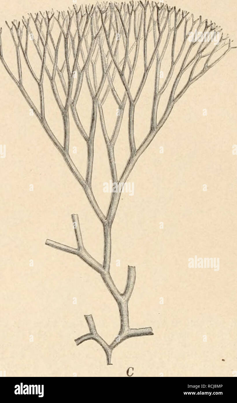 . Die Natürlichen Pflanzenfamilien nebst ihren Gattungen und wichtigeren Arten, insbesondere den Nutzpflanzen, unter Mitwirkung zahlreicher hervorragender Fachgelehrten begründet. Botany. B. Fig. 204. A, B Liayora distnüa C, Ag. A die Thallusppitze zei^t den fächerförmig strahlenden Faserverlauf und lässt ein ziemlicli diclces Mark, eine sehr s-tark aufgelockerte Innenrinde und eine auswärts dicht zusammen- schließende Außenrinde unterscheiden (c. 45(1): B dieselbe Spitze zeigt bei stärkerer Vergrößerung deutlicher den Aufbau des Thallus aus einzelnen verzweigten Zellfäden (lOojl). — GL. visci Stock Photo