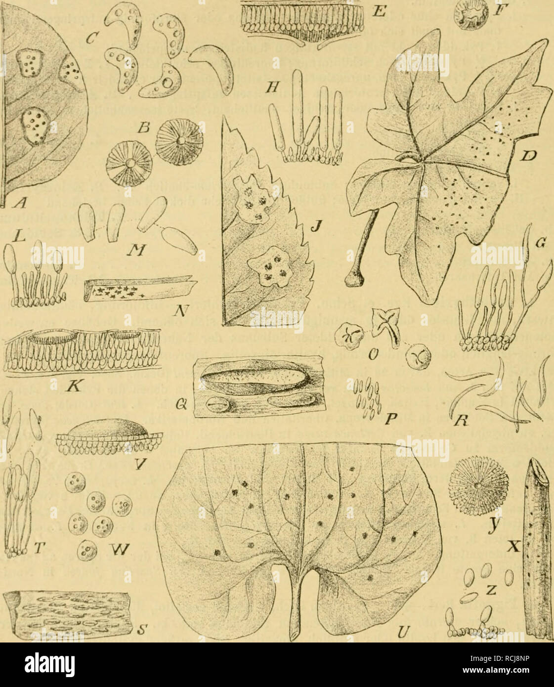 . Die Natürlichen Pflanzenfamilien nebst ihren Gattungen und wichtigeren Arten, insbesondere den Nutzpflanzen, unter Mitwirkung zahlreicher hervorragender Fachgelehrten begründet. Botany. 38g Spliaeropsidales. (Lindau.) Über 60, zum Teil iiocli selir zweifelliafle Arten, von denen ein Drittel in Milteleuroiia sich findet. L. virguUorum Sacc. auf toten Ausläufern von lUibiis fruticosus in Frankreich; gehört nach Sacc. zu Hypodenna rirr/iiHonim. L. Pini Desm. an Nadeln von Pinus-Xrien in. Fig. 'lO'L A—C Leplothyrium Periclymcni (Desm.) Sacc. A Ilabitns des Pilzes, nat. Gr. B l'ykniden von oben g Stock Photo