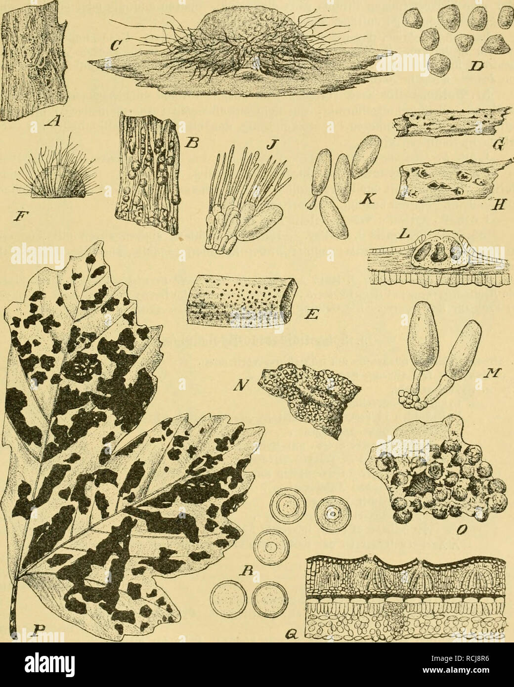 . Die Natürlichen Pflanzenfamilien nebst ihren Gattungen und wichtigeren Arten, insbesondere den Nutzpflanzen, unter Mitwirkung zahlreicher hervorragender Fachgelehrten begründet. Botany. Sphaeropsidales. (Lindau.) 365 48. Capnodiastrura Speg. Pykniden kugelig, olivenfarbig, sehr klein, ohne Mün- dung, einem schwarzfädigen Subiculurn eingewachsen. S[)oren ellipsoidisch oder ei- förmig, rußfarben, einzellig. 5 Arten auf lebenden Blättern in Südamerika und Australien. C. guaranilicum Speg. auf lebenden Blättern von Celtis boliviensis in Südbrasilien. 49. Cytoplea Bizz. et Sacc. Stroma fast oberf Stock Photo