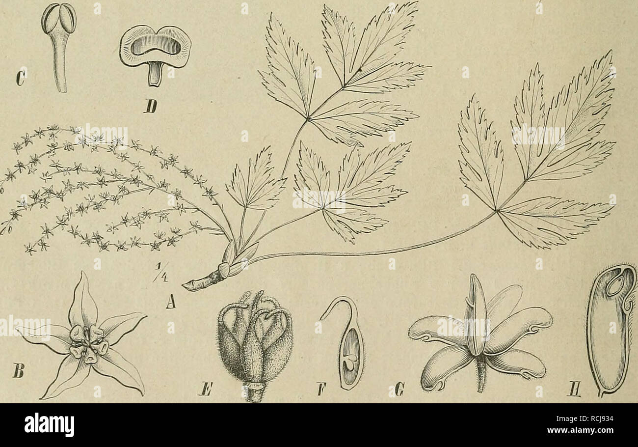 . Die Natürlichen Pflanzenfamilien : nebst ihren Gattungen und wichtigeren Arten, insbesondere den Nutzpflanzen. Plants; Plants, Useful. Fig. 44. Bl. von Coptis trifolia Salisb. (Nach Baillon!) polygamen Bl. 7? v^»^. Fig. 4.5. Xanthorrhiza apiifolia L'He'r. A Zweig mit Blütenstand; 5 Bl.; C Stb.; D Honigb.; E G-ynöceum; F Carpid im Längsschnitt; G fruchtendes Gynöceum; if Fr. im Längsschnitt. (A n. d. Nat., 5—ff nach Asa Gray.) X. apiifoUa L'Ber. (Fig. 45). in Wäldern des atlantischen Nordamerika; das sehr bittere Rhizom ist dort officinell.. Please note that these images are extracted from sc Stock Photo