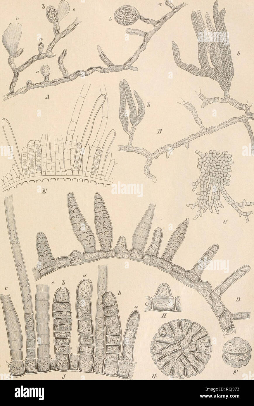 . Die Natürlichen Pflanzenfamilien nebst ihren Gattungen und wichtigeren Arten, insbesondere den Nutzpflanzen, unter Mitwirkung zahlreicher hervorragender Fachgelehrten begründet. Botany. Ectocarpaceae. (Kjellman.) 183. Fig. 129. A Streblonema sphaericum (Derh.., Sol.) Thur., ludividuum mit Sporangien-, a ganz junge, 6 ältere, c ent- leerte Sporangien (ca. 300mal vergr.). — B Str. fascicidatum Tliur. Stück einer Pfl. mit Gametangien (6) (250mal vergr.). — C, D Ectocarpus repens Rke. C junges, teilweise psendoparenchymatisclies Basallager (ca. ISOmal vergr.); D ein horizontaler Faden mit kurzen Stock Photo