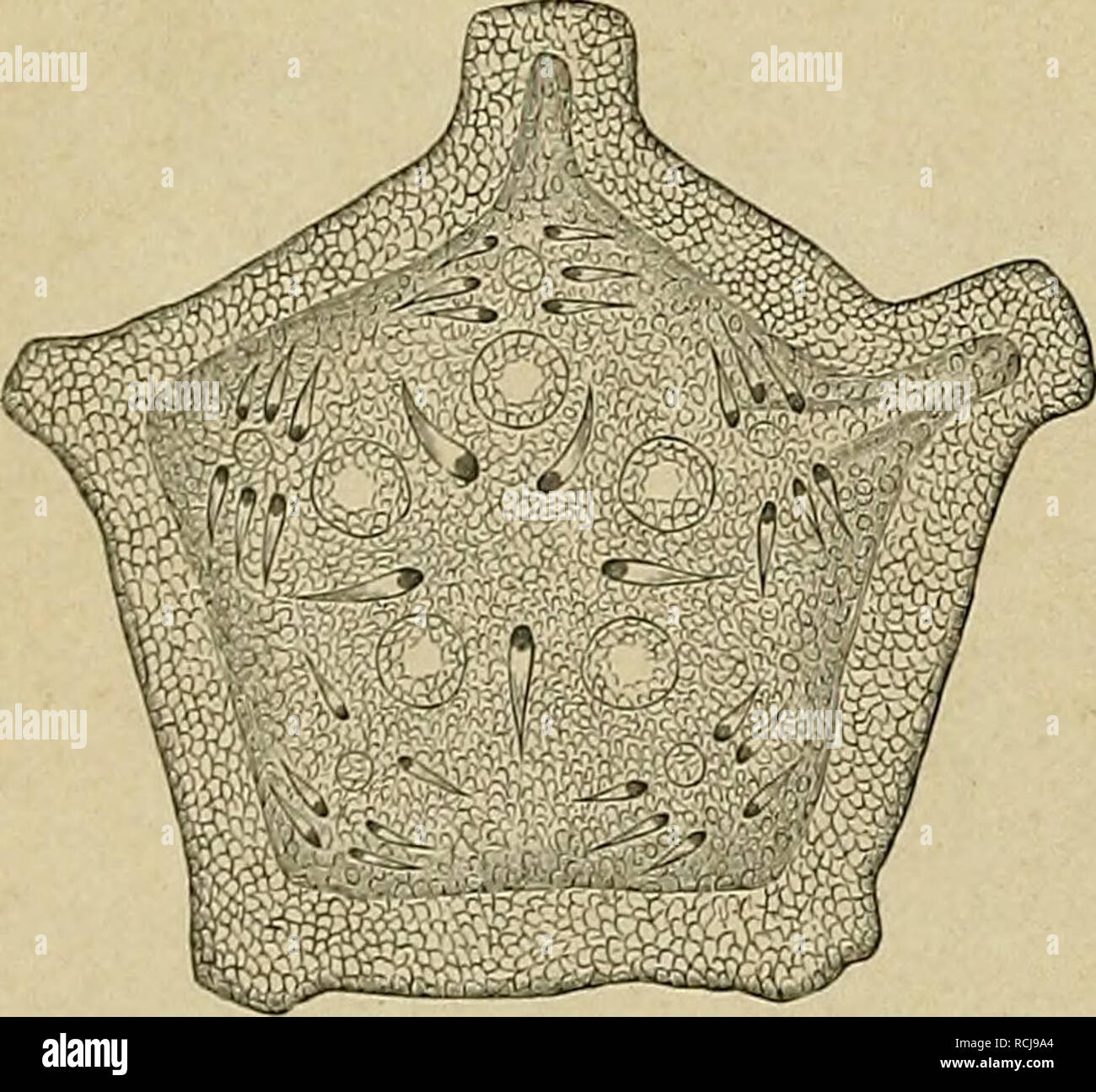 . Die Natürlichen Pflanzenfamilien nebst ihren Gattungen und
