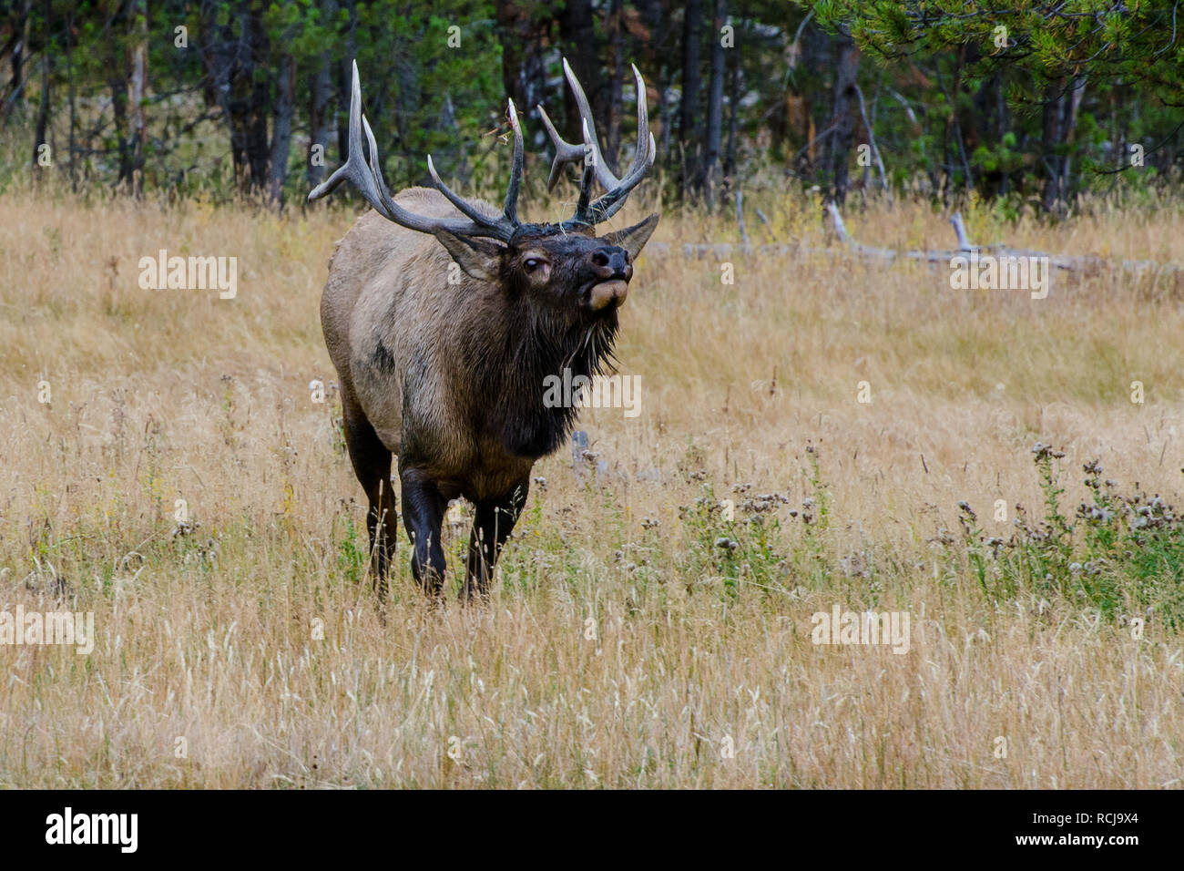 Bull Elk (Wapiti) in Yellowstone National Park, Wyoming, United States Stock Photo