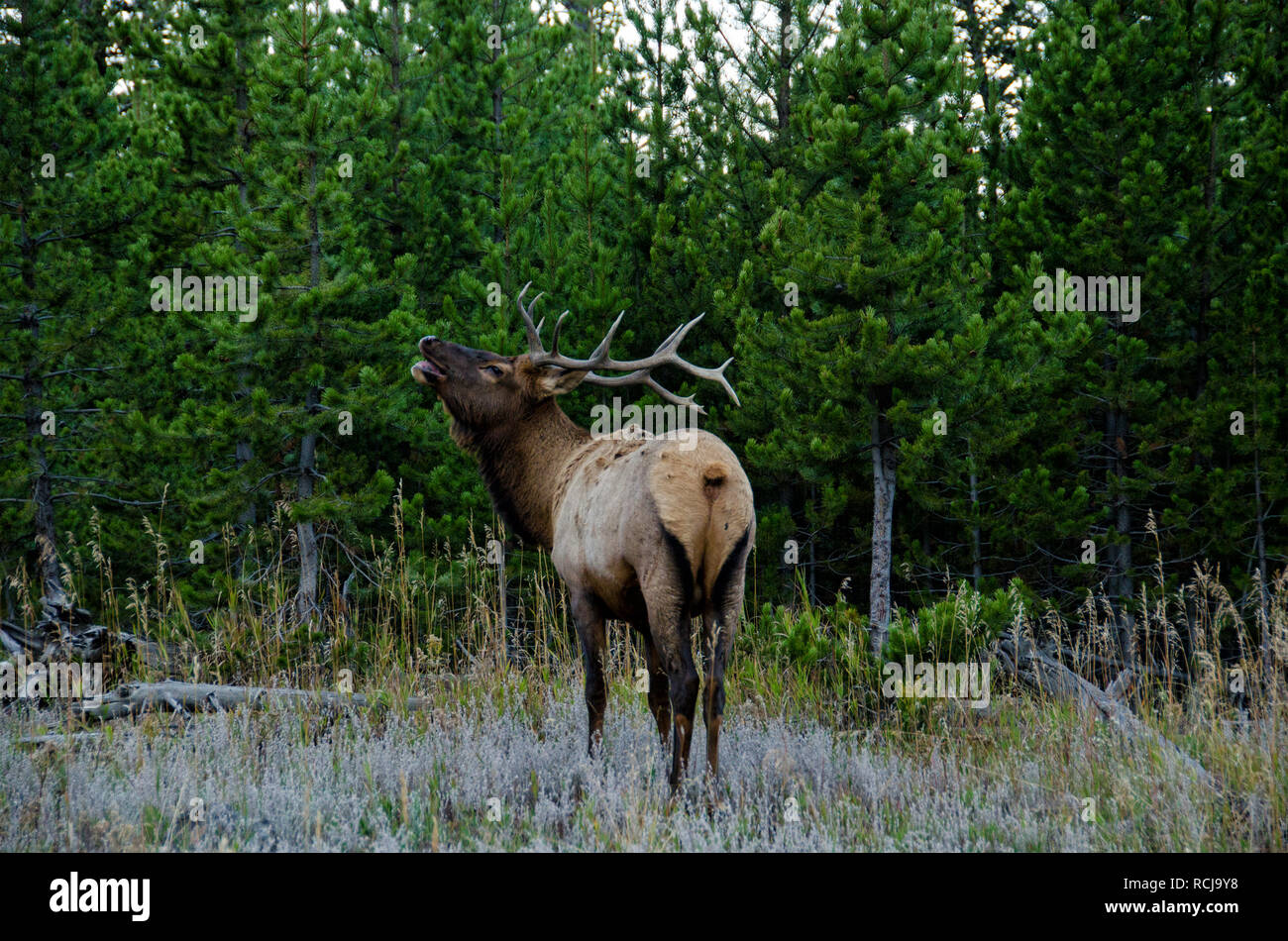 Bull Elk (Wapiti) in Yellowstone National Park, Wyoming, United States Stock Photo