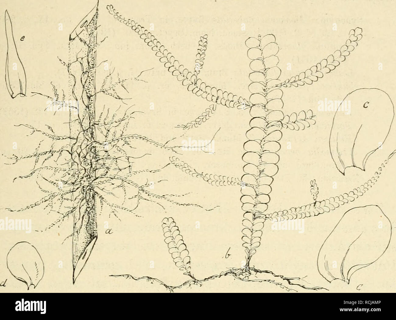 Seta nat hires stock photography and images Alamy