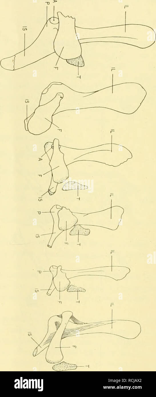 Die Morphologie Der Ha Ftbeinrudimente Der Cetaceen Cetacea Cetacea Pelvic Bones 0 Abel R158 T1 I Aºi X Amp Rc A Td Erq P J K Ro A I