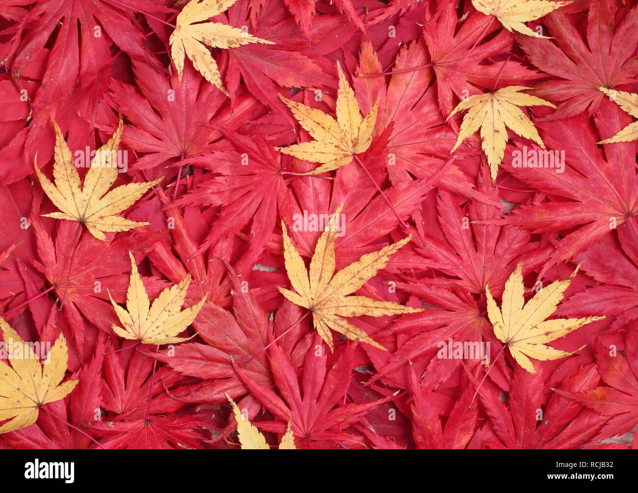 Acer palmatum. Autumn foliage of  acers. Pictured: Red 'Osakazuki', 'Matsukaze', ''Trompenburg' and yellow 'Sango kaku' Stock Photo